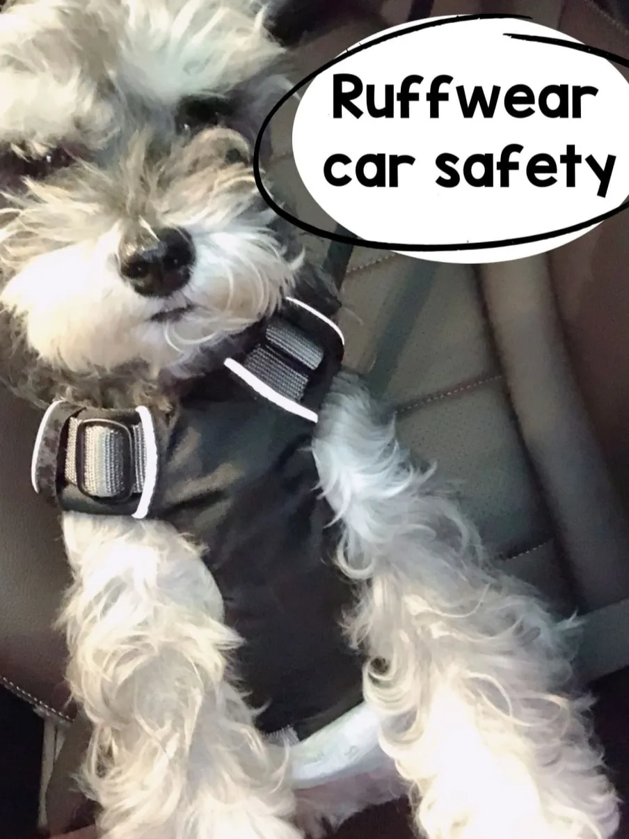Dog safety belt for seat belt buckle and Isofix 🐾