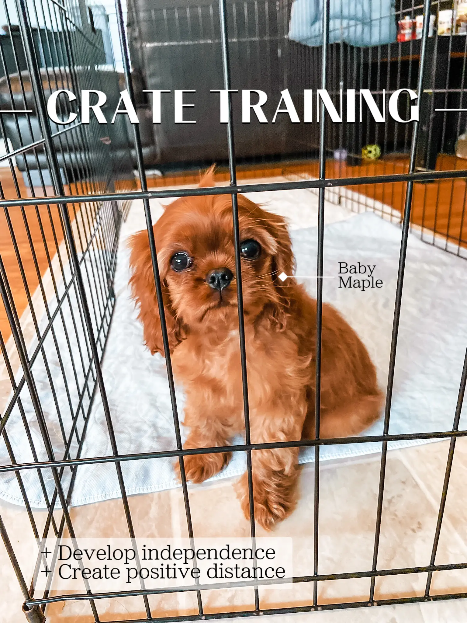 Crate training cavalier king fashion charles spaniel