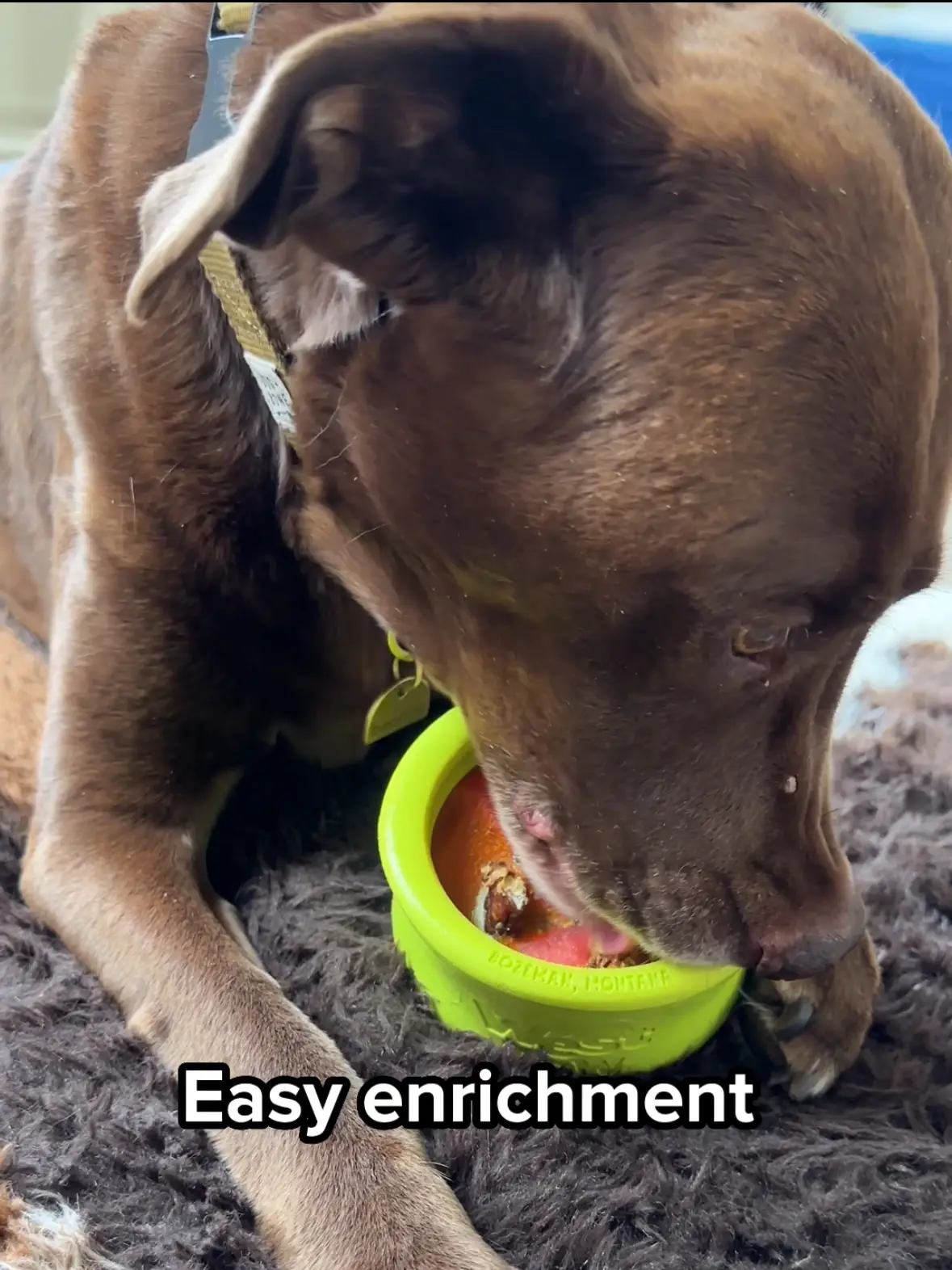 Easy Dog Enrichment Idea 💡, Gallery posted by Rachel Fusaro🐶