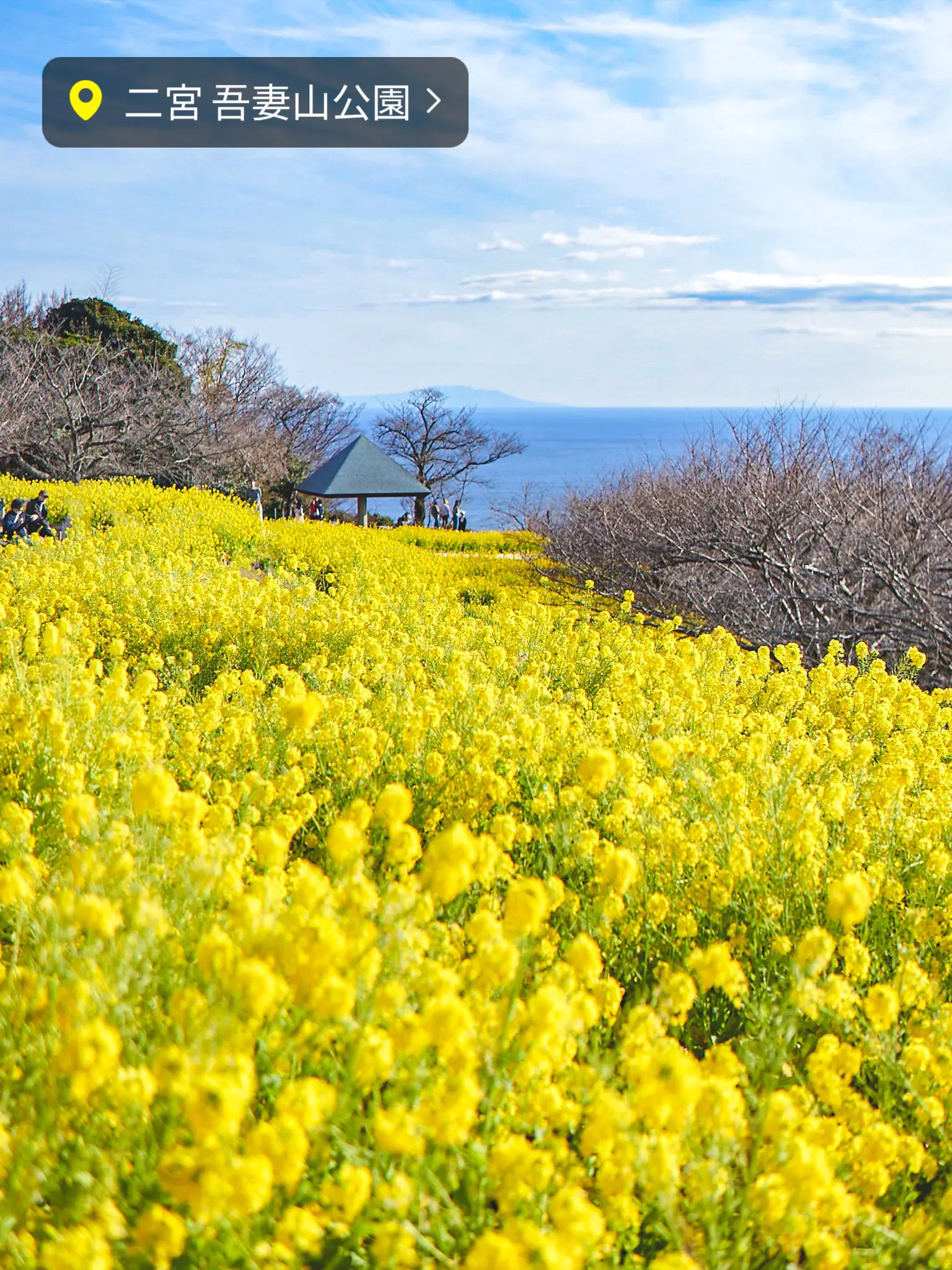 菜の花と海の絶景！】吾妻山公園（神奈川） | bird_癒しと幻想の絶景旅が投稿したフォトブック | Lemon8