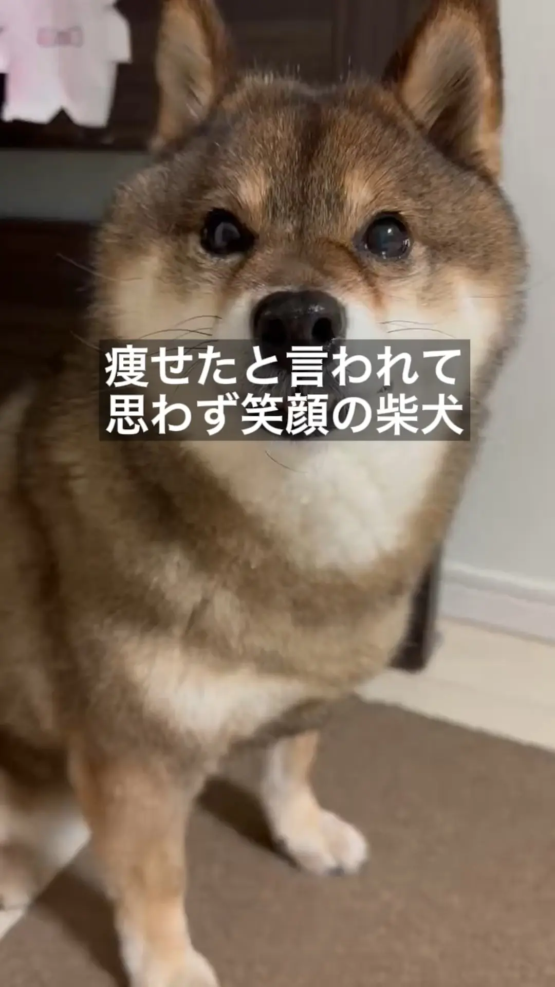 Shiba inu outlet throws food bowl