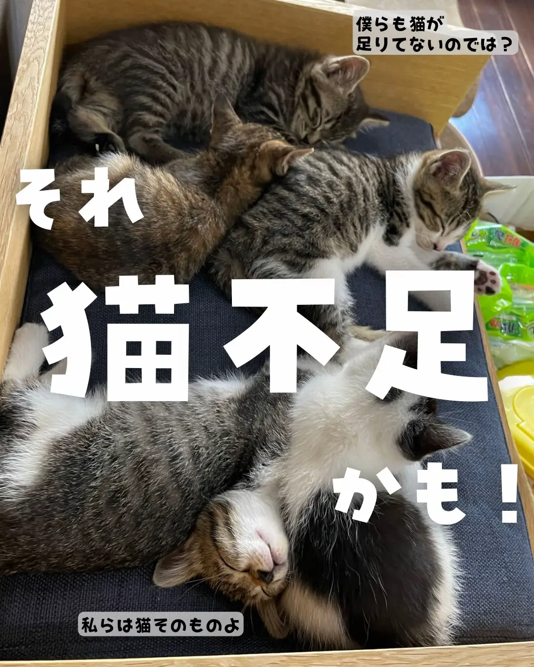 猫のおもちゃ シンプルな骨のおもちゃ 愛猫が健康になる猫のブラン