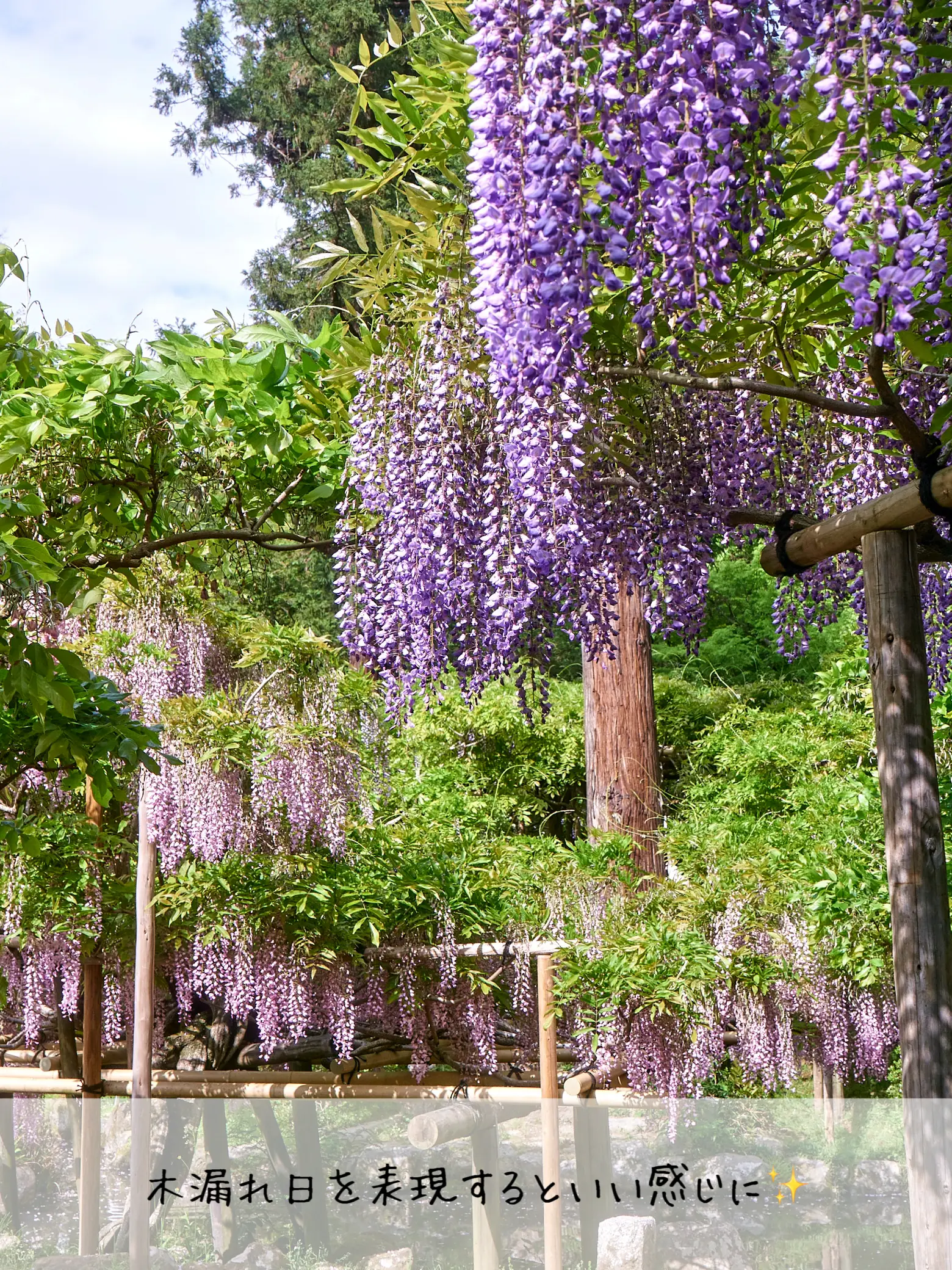 Wisteria Hana is also early this year!] Wisteria of Manyo Botanical Garden  (Nara) | Gallery posted by bird_癒しと幻想の絶景旅 | Lemon8