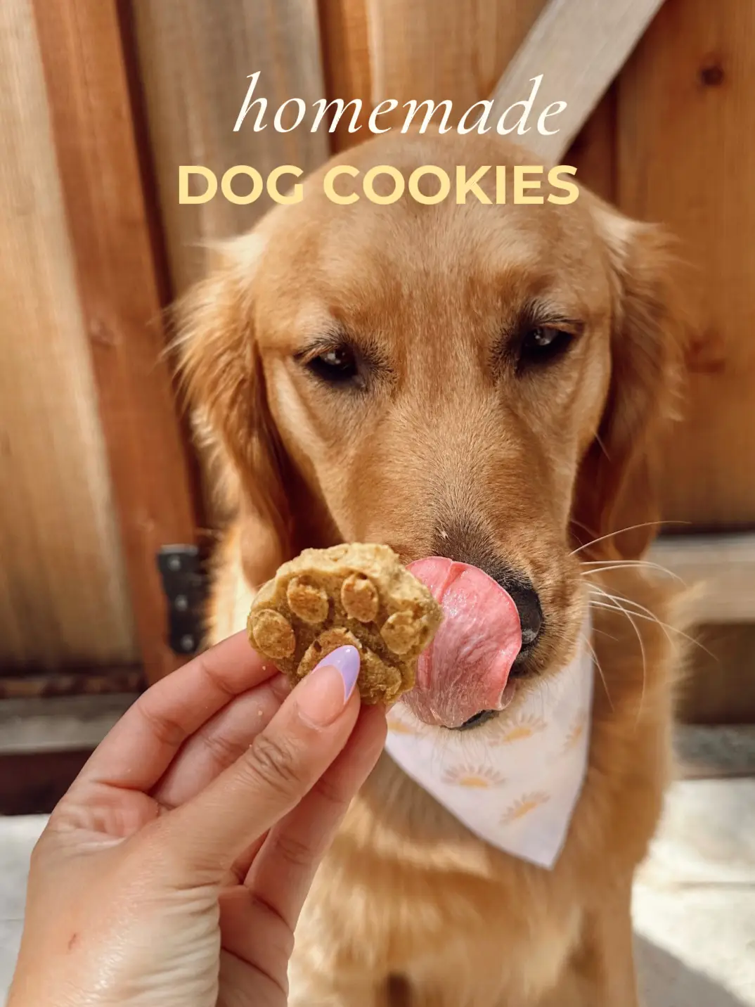 Homemade dog outlet food golden retriever