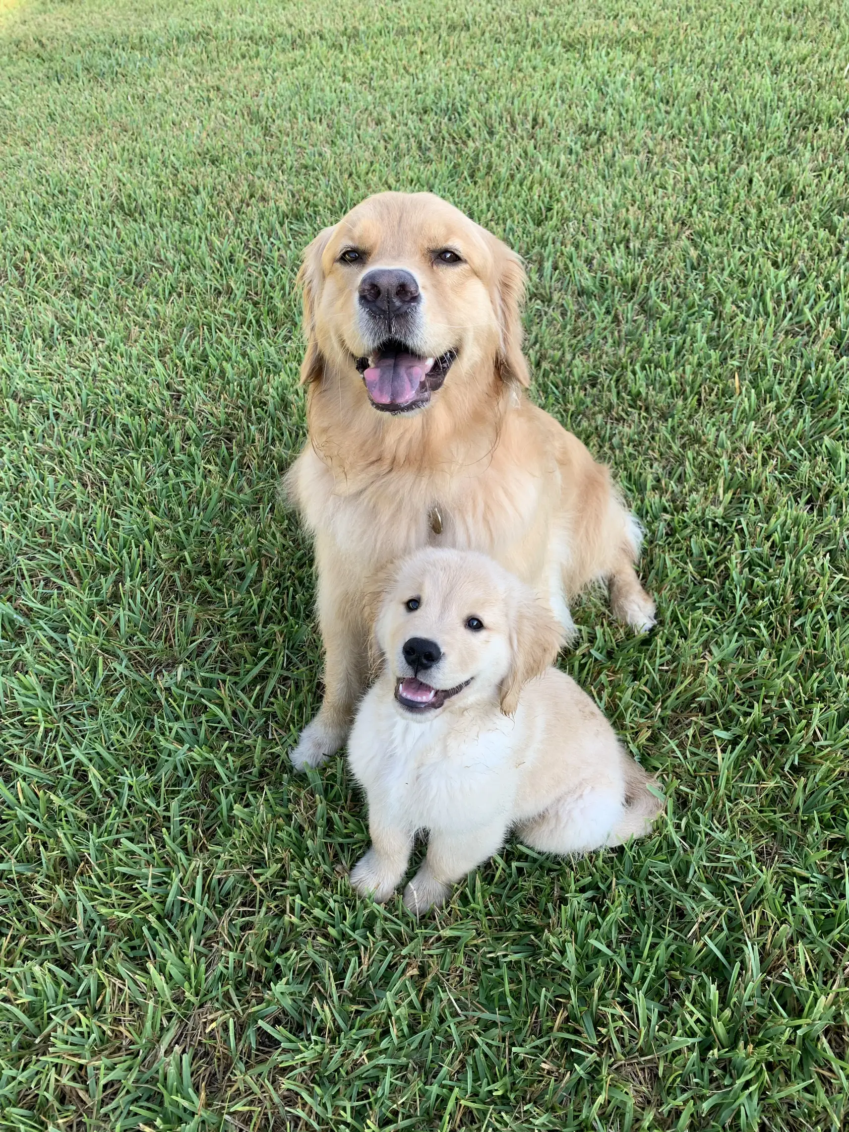 デザインスウェット リアルアニマル 子犬 ゴールデンレトリバー