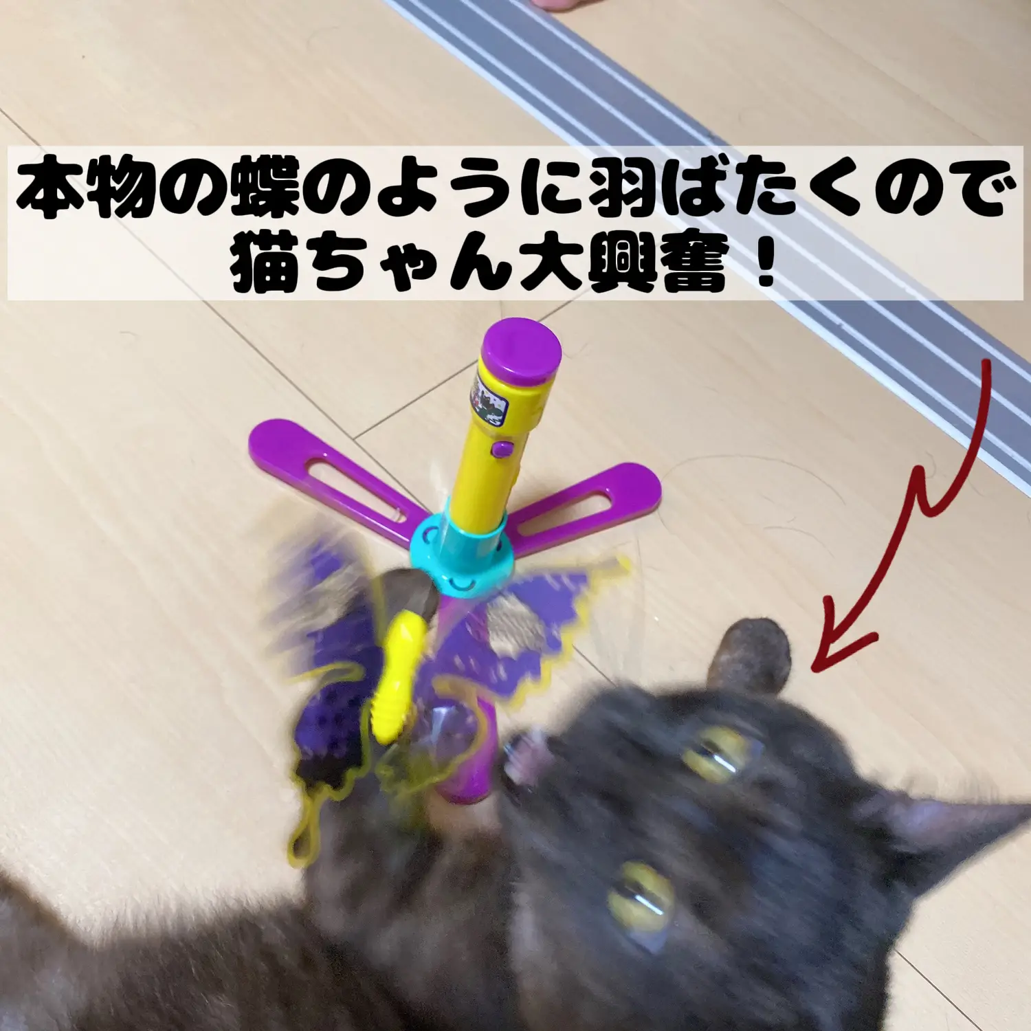 本物の蝶のように羽ばたく！愛猫ちゃんも大興奮の猫用玩具の紹介