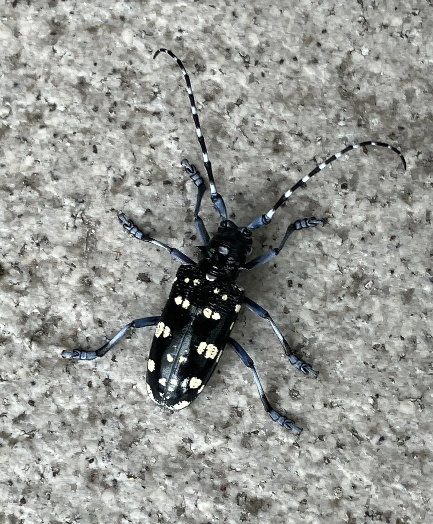 カミキリムシ標本❌2 【公式通販】