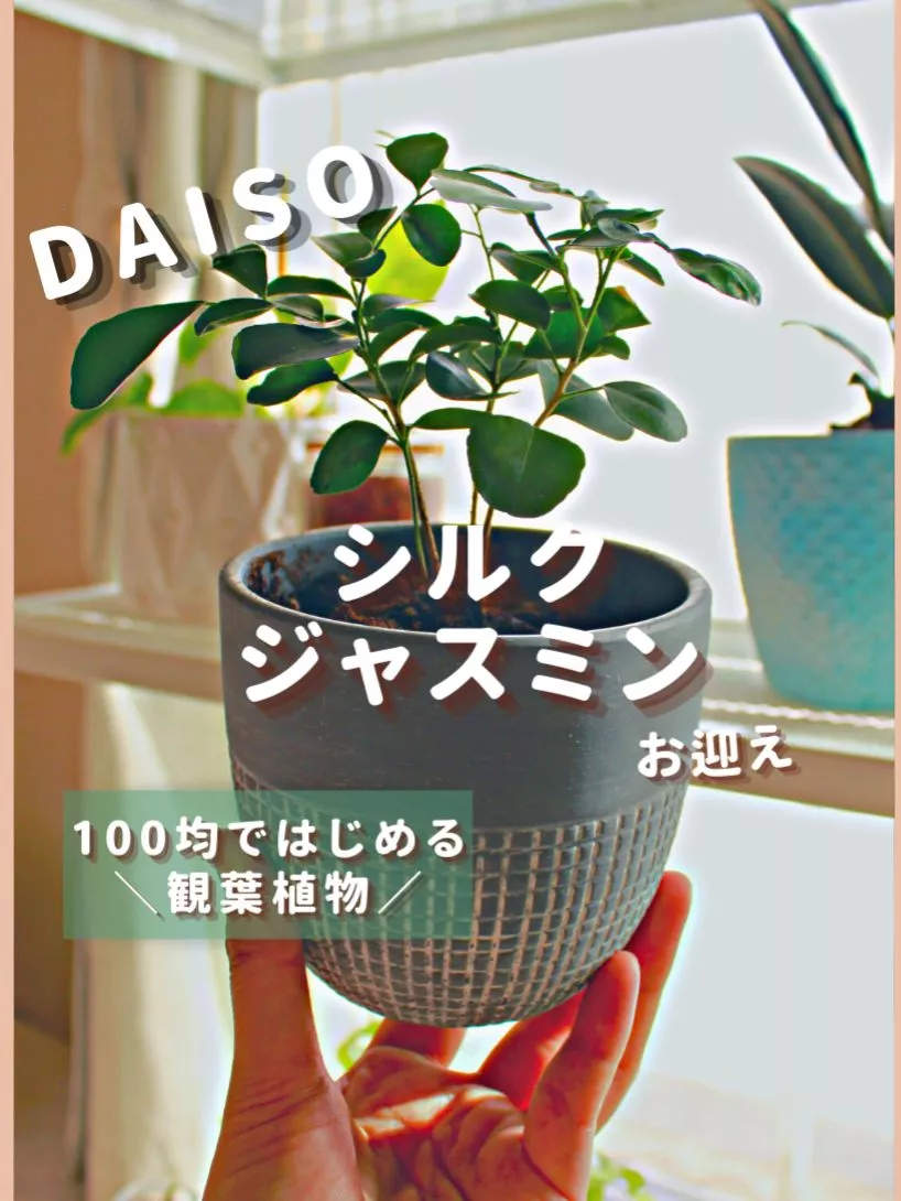 DAISO シルクジャスミン お迎えしたよ【100均ではじめる観葉植物】