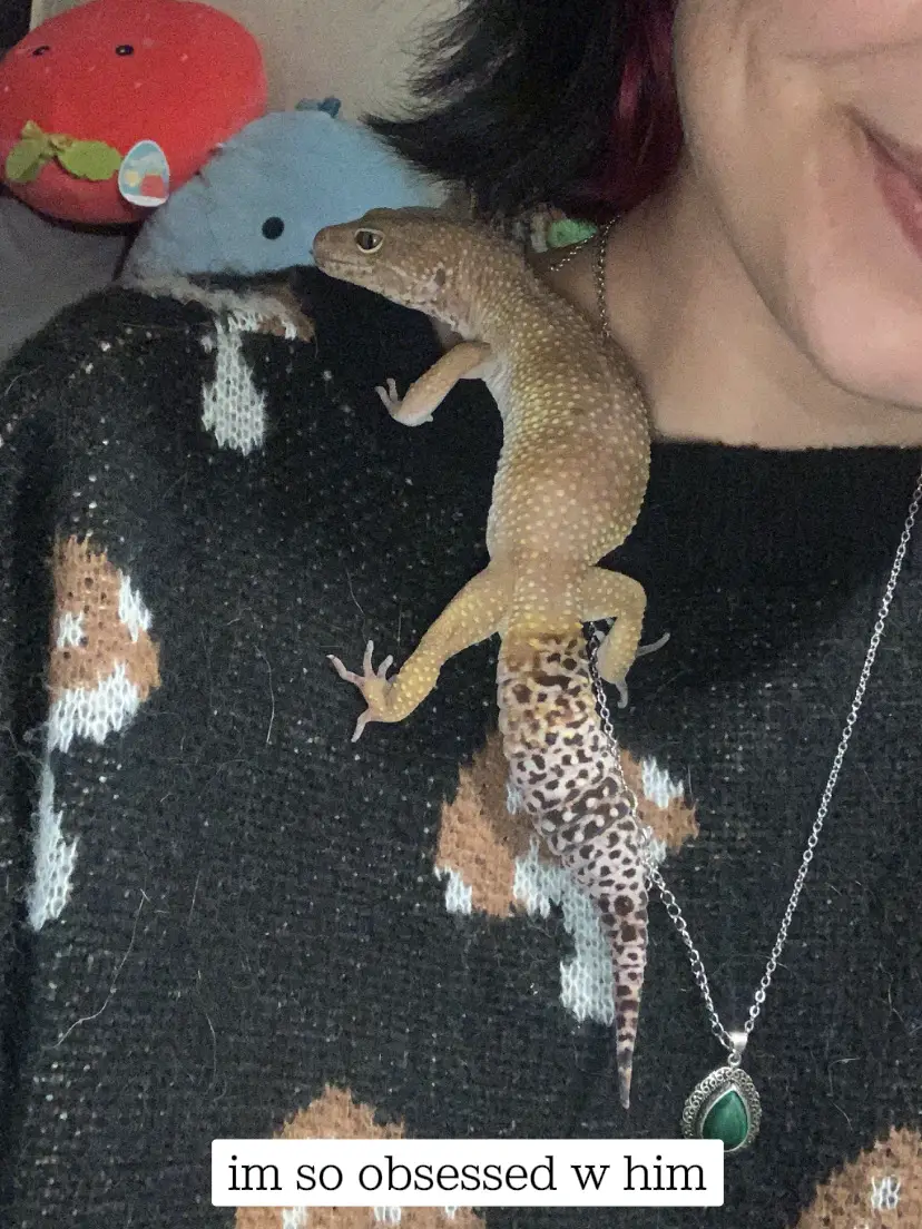 Leopard hotsell gecko sweater