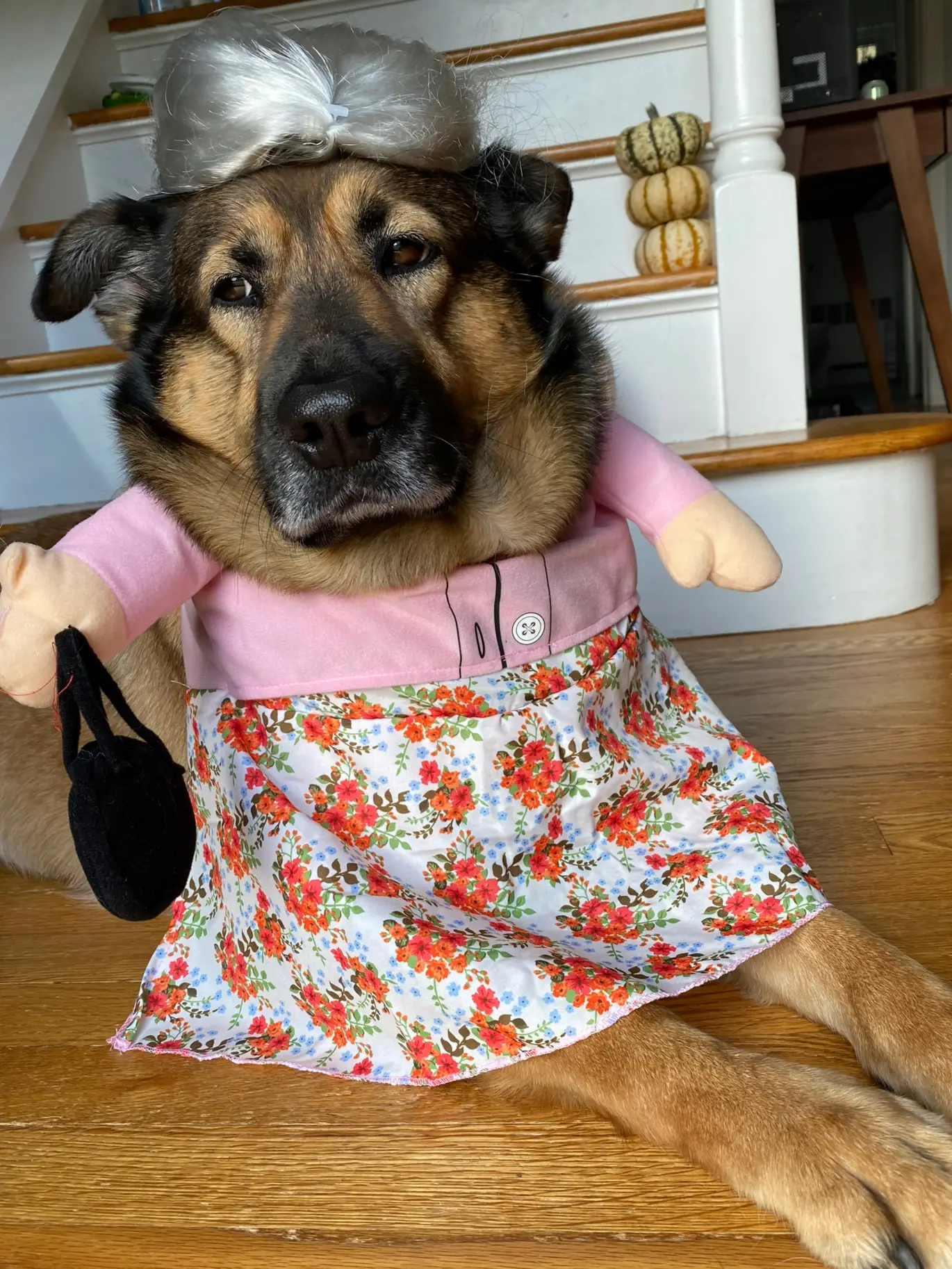 German shepherd 2024 wearing clothes