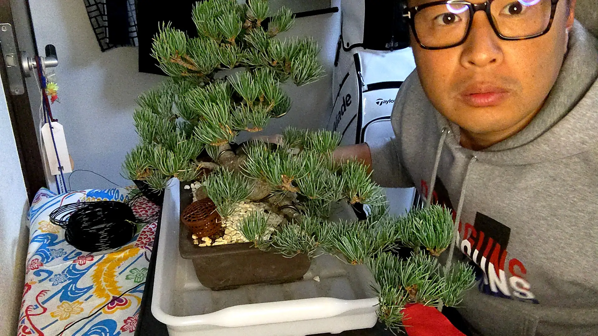 創作真柏 お値打ち 真柏【盆栽】黒松 五葉松 紅葉 BONSAI よく 創作真柏 お値打ち 真柏【盆栽】黒松 五葉松 紅葉 BONSAI よく