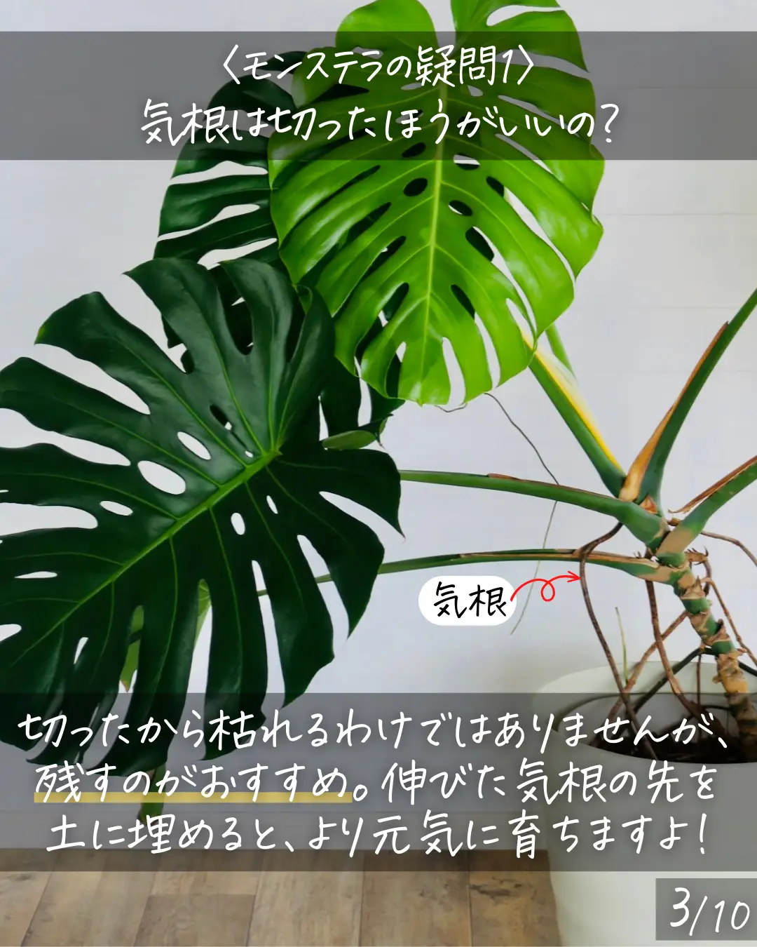 元気に育ったモンステラ - 植物/観葉植物