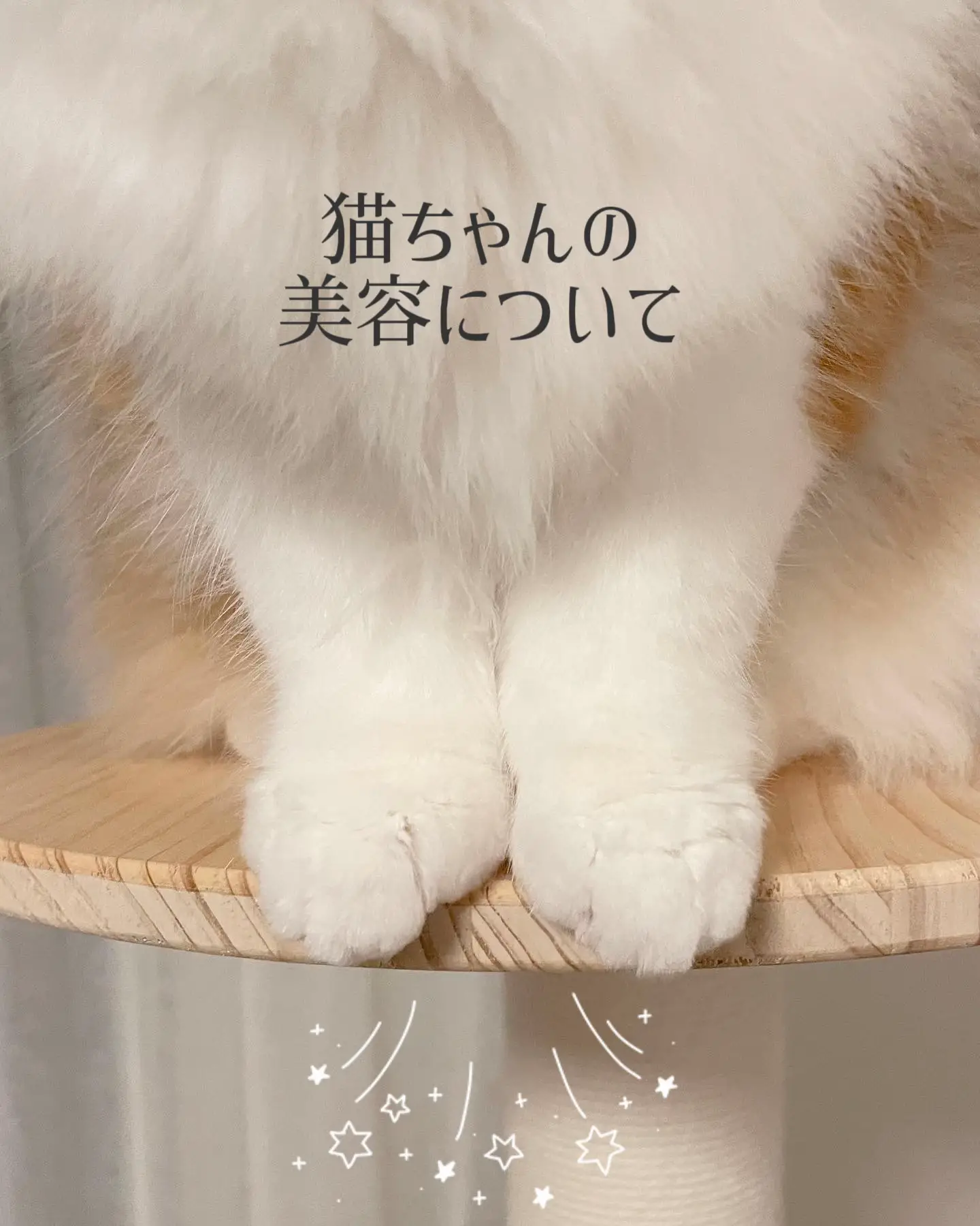 猫ちゃんの垢抜け - Lemon8検索