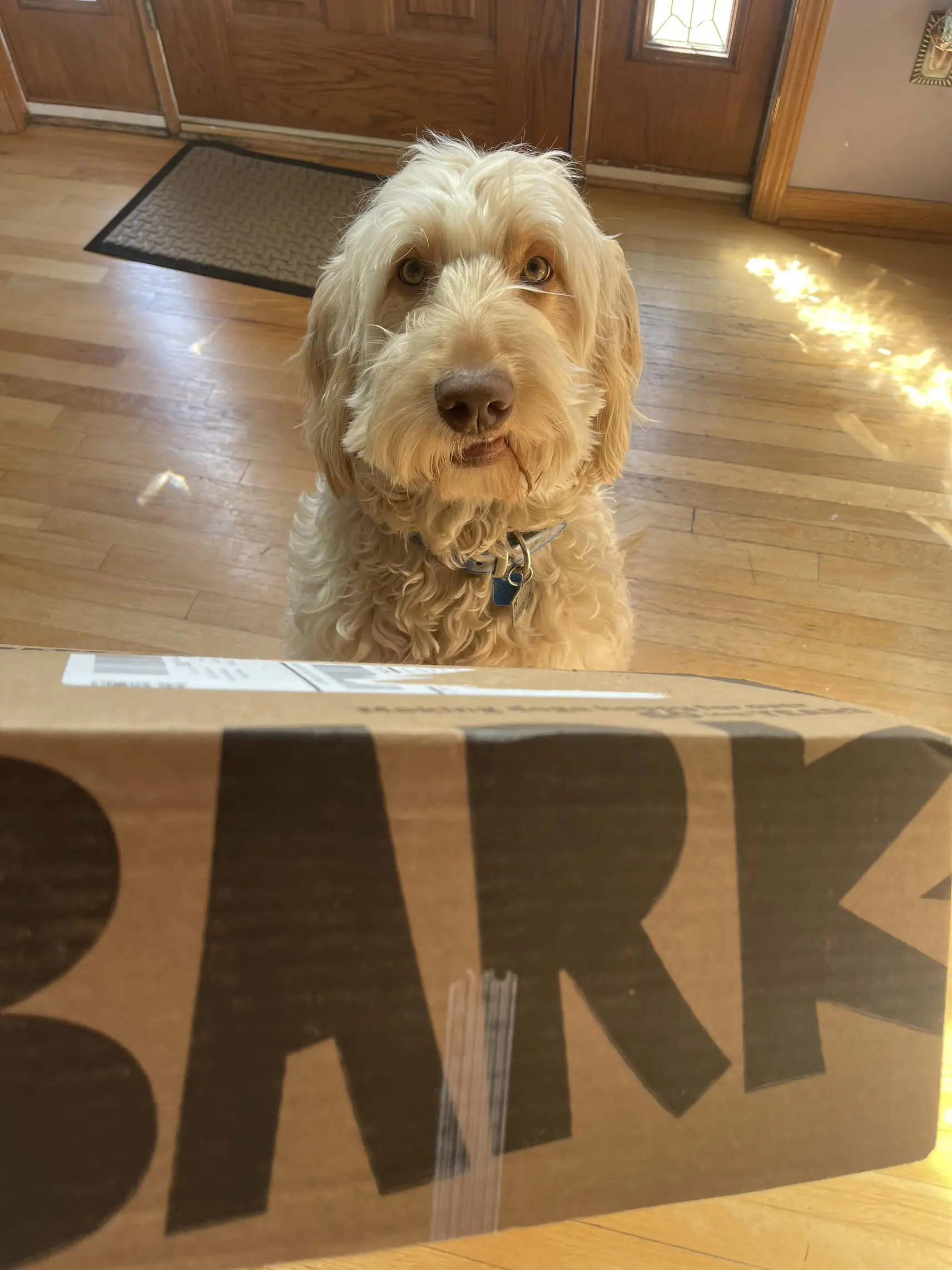 Open Tucker’s BarkBox with us! 🐾🎥 Gallery posted by Kate Burcar Lemon8