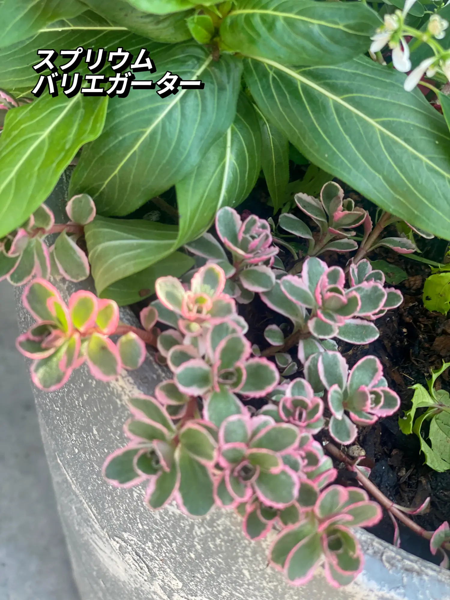 赤いお花で寄せ植えしました♪ | Bichoa_26が投稿したフォトブック | Lemon8