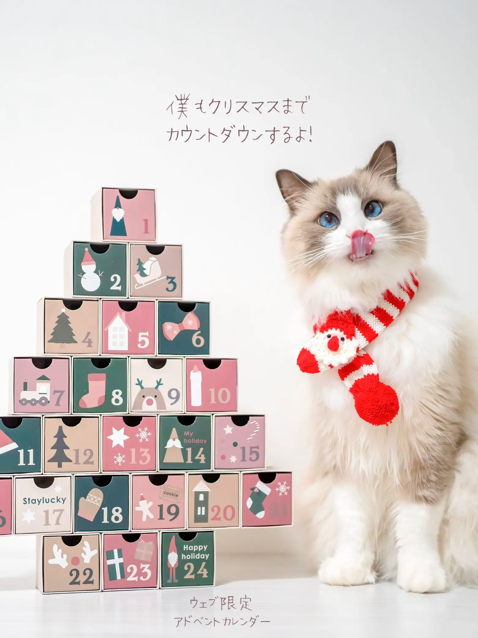 Pet×3coins×🎄】ペット飼ってる人におすすめの3Coinsクリスマスグッズ