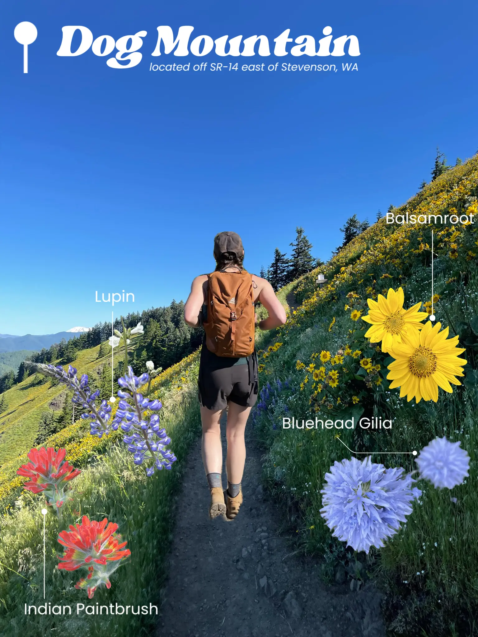 Best Wildflower Hikes in the Columbia Gallery posted by Meg 🥾🏔️
