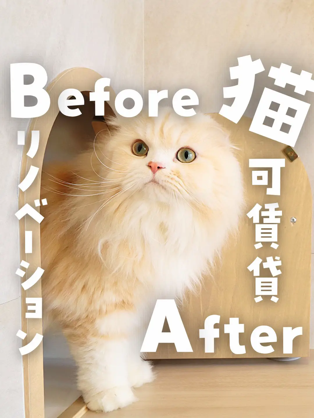 劇的ビフォーアフター】猫と暮らす家 | ねこ大家の投稿動画 | Lemon8