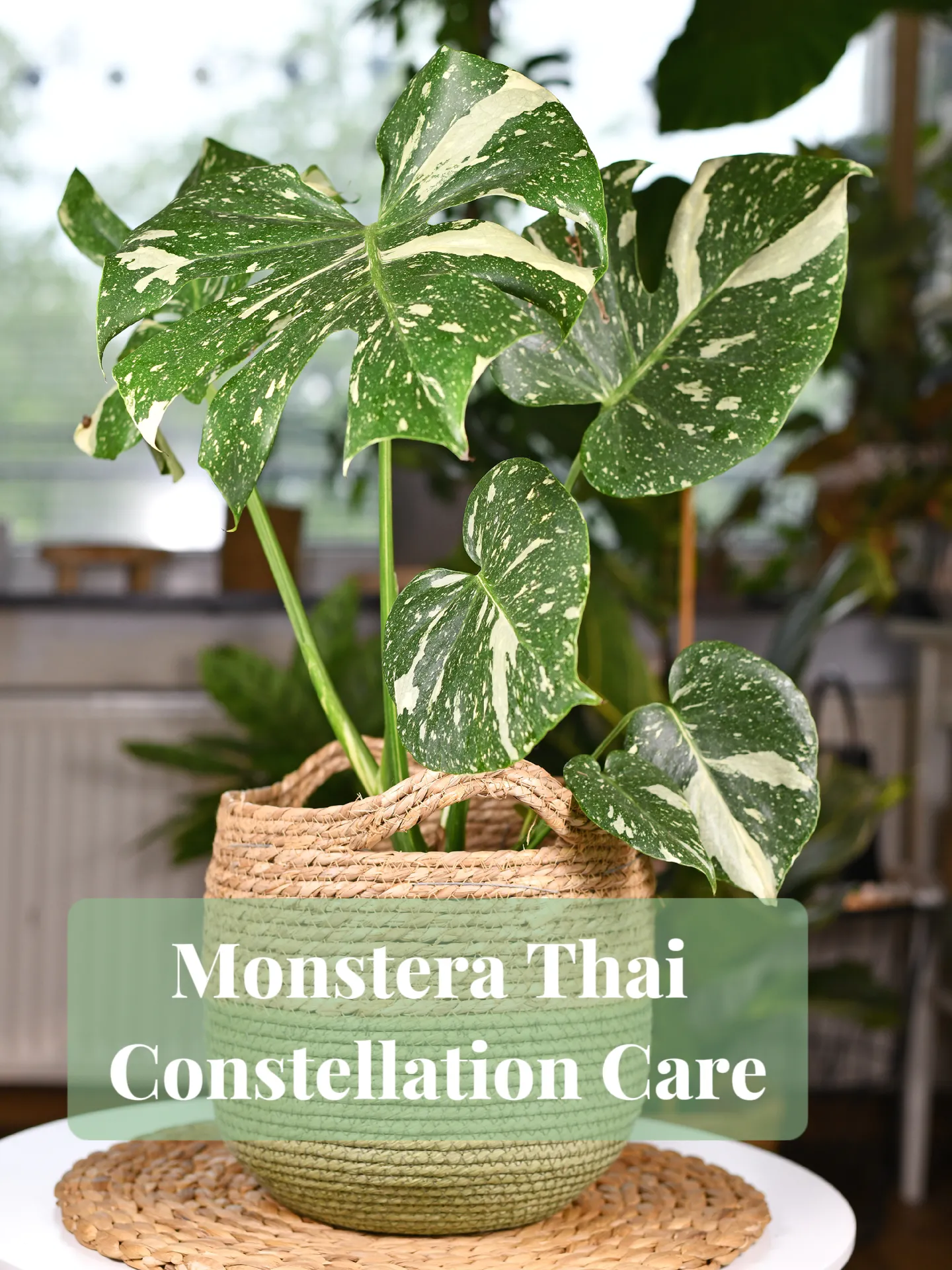 How to Grow and Care for Thai Constellation Monstera