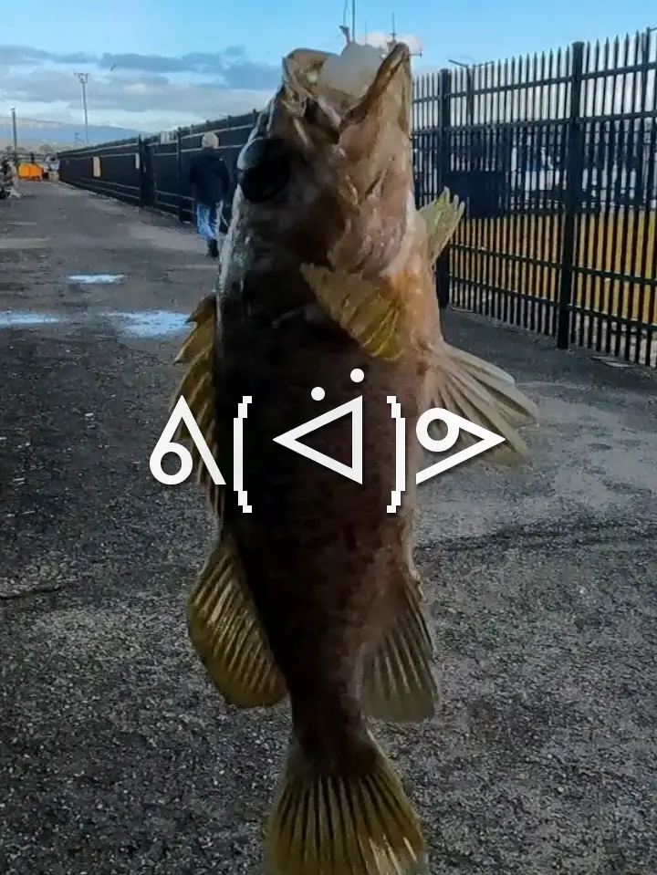 Nice yellowfin croaker right next to the most famous pier in America :) :  r/SurfFishing