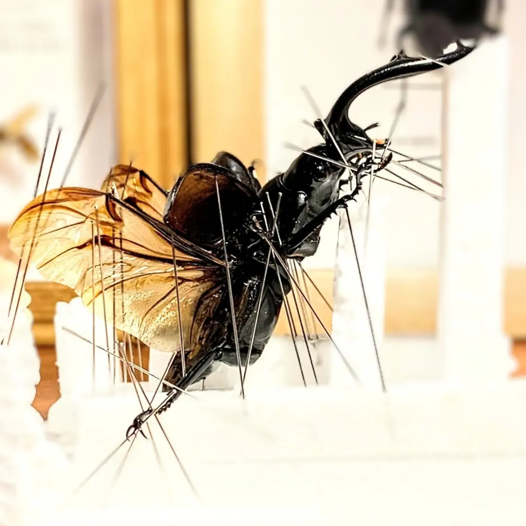 昆虫標本☆10000円スタート☆ミャンマー産ウエストウッディ―オオシカ