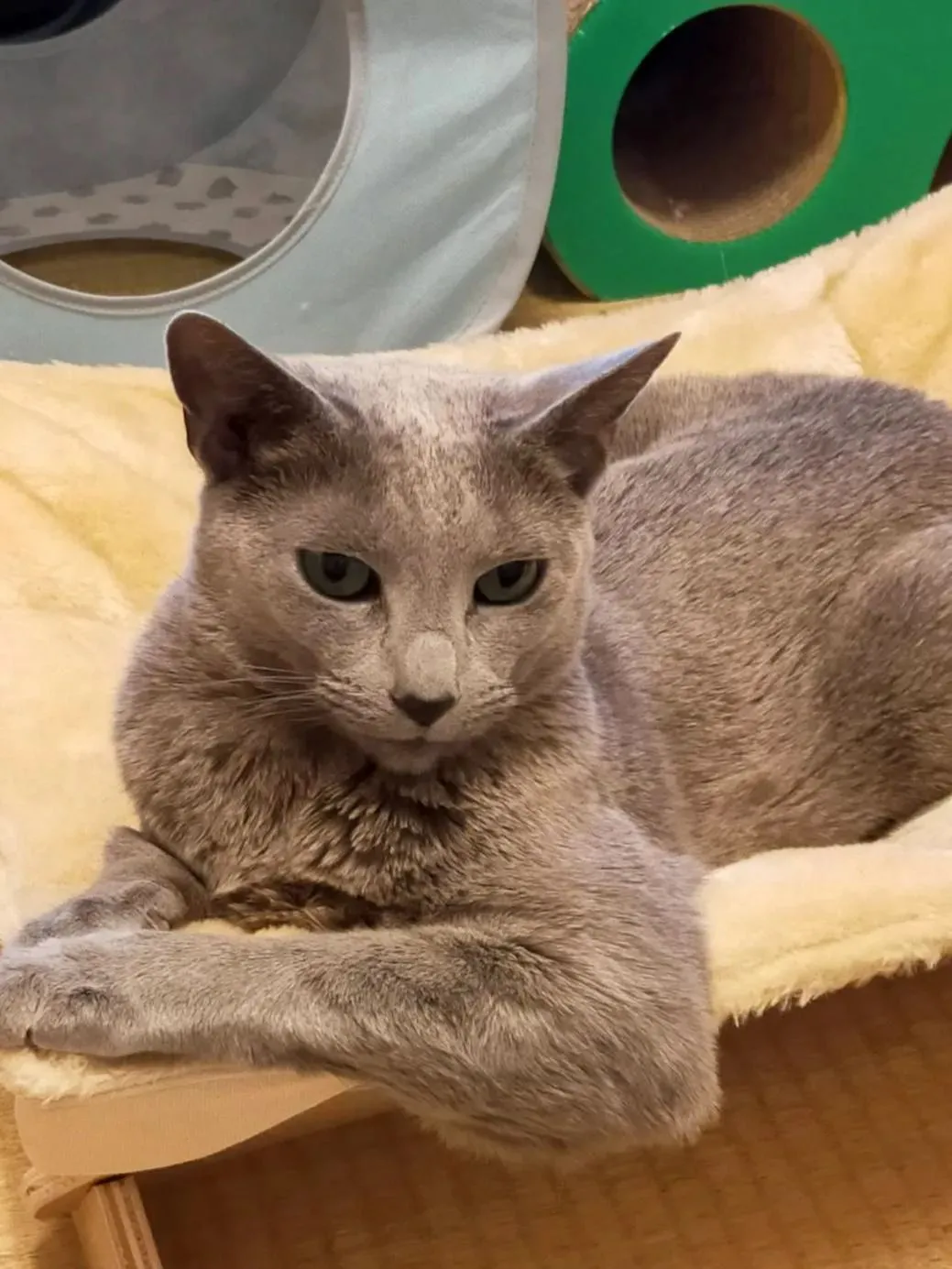 ねむねこ 33匹 ねむネコ 里親 - メルカリ