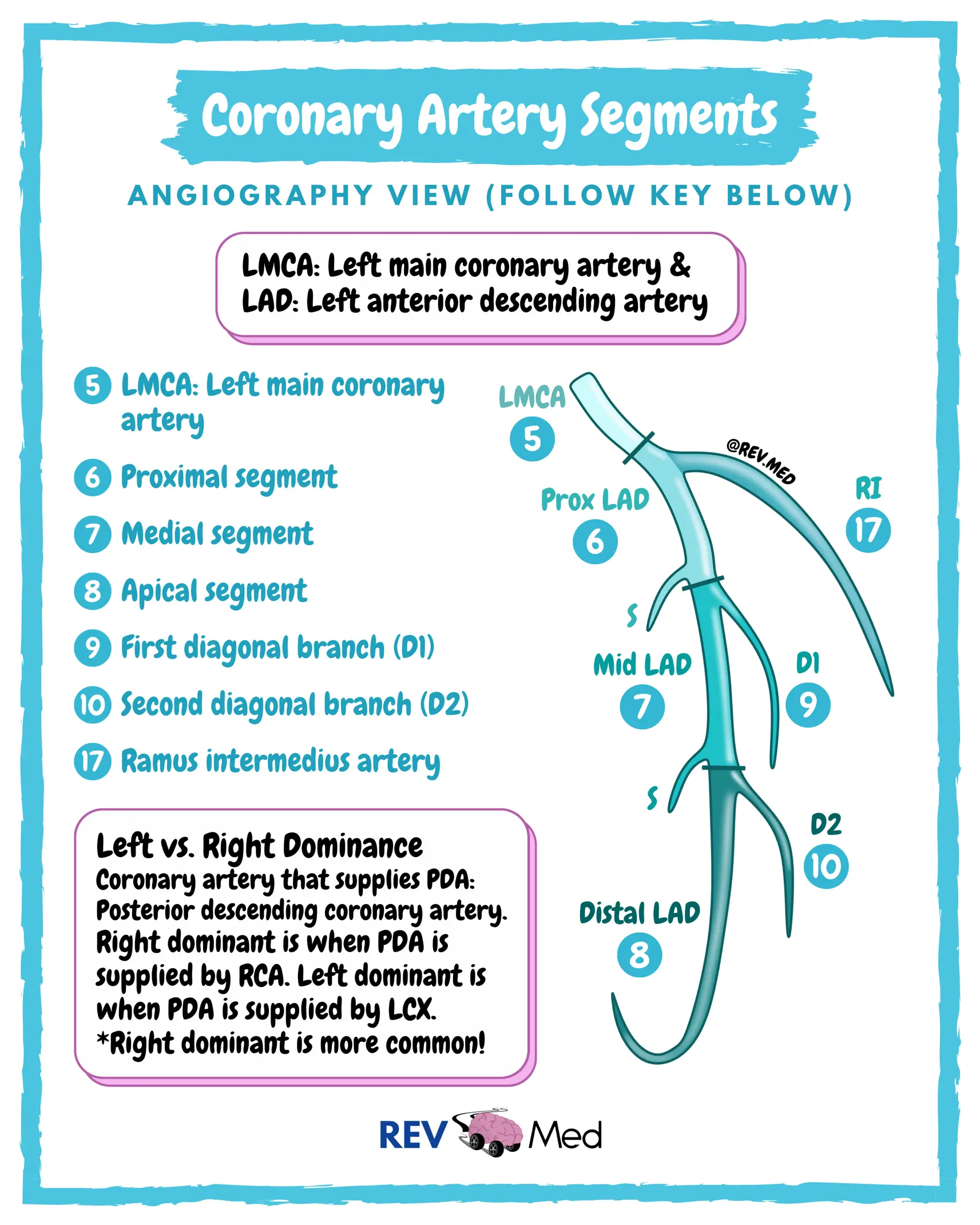 ECG Leads & Coronary Artery (Anatomy) | Gallery posted by REV MED | Lemon8