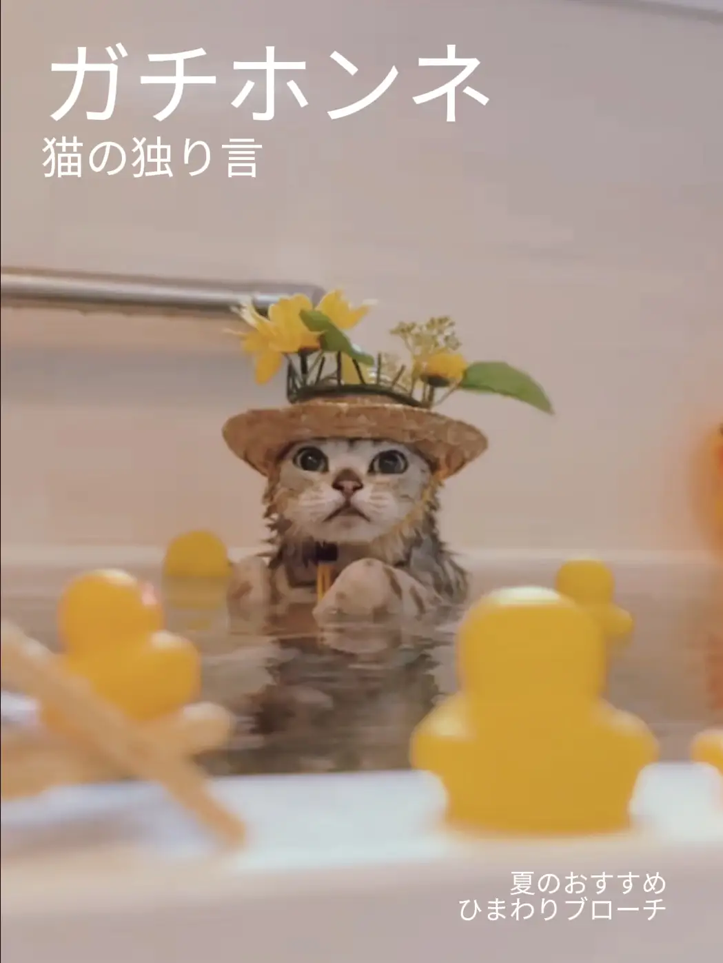 羊毛フェルト ブローチ リアル可愛いエキゾチックショートヘア