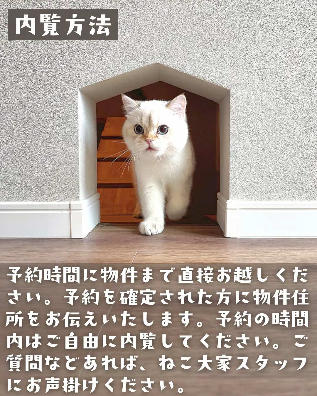 ルームツアー】猫の家 | ねこ大家が投稿したフォトブック | Lemon8