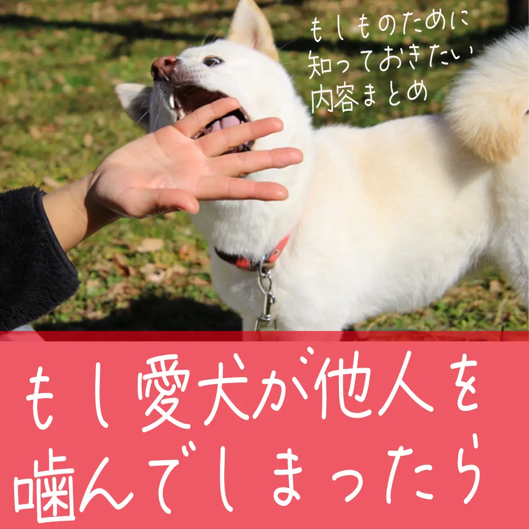 マムシに噛まれた犬 - Lemon8検索