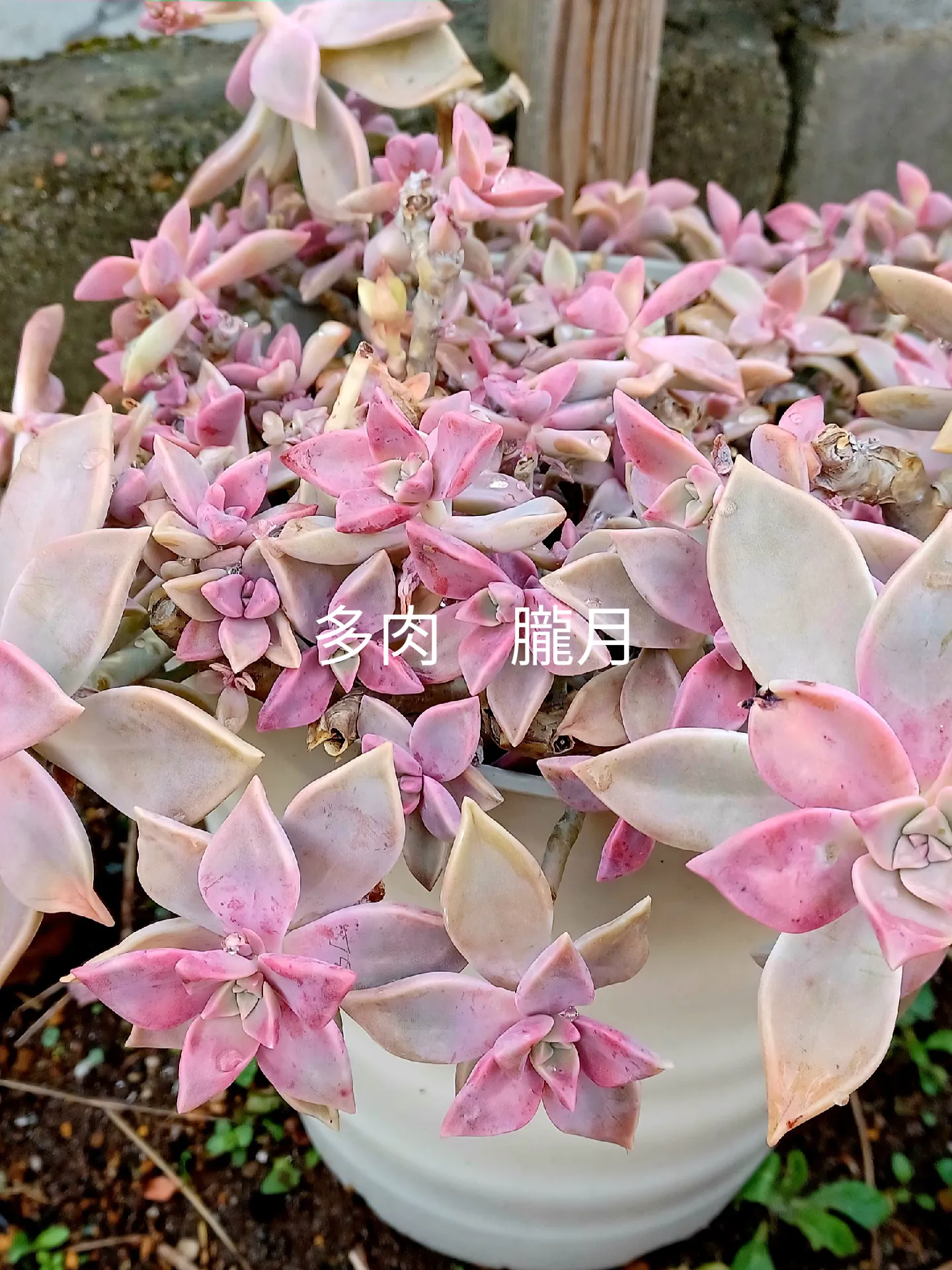 多肉植物 朧月 | teija1020が投稿したフォトブック | Lemon8