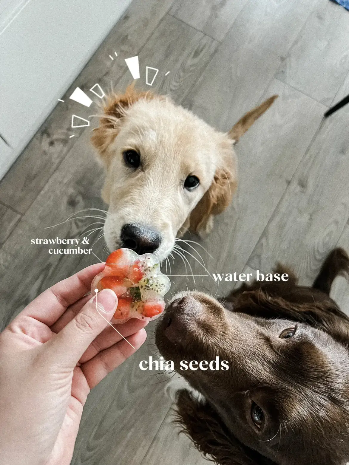 Herbal Doggie Popsicle Recipes