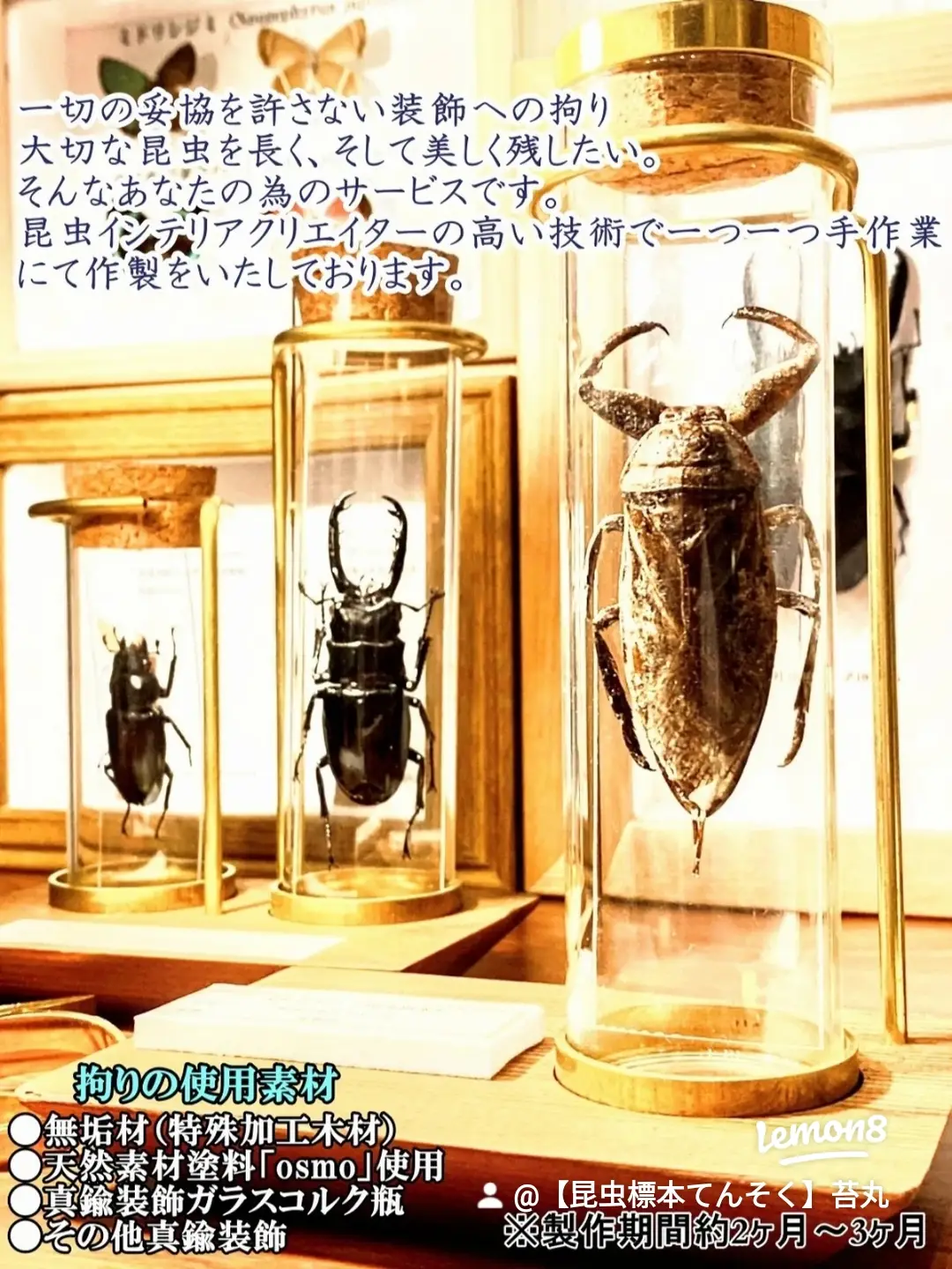 昆虫標本用『エラフスホソアカクワガタ』 展足前①‼️ - 虫類用品