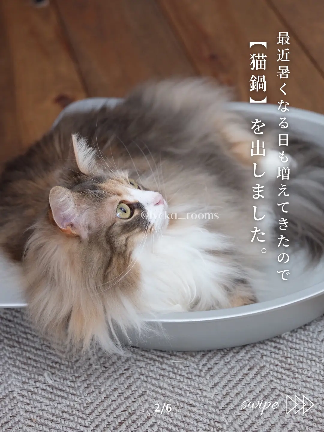 猫のいる生活〗猫鍋のある生活 | りゅっか𓍯猫と暮らすお家が投稿した