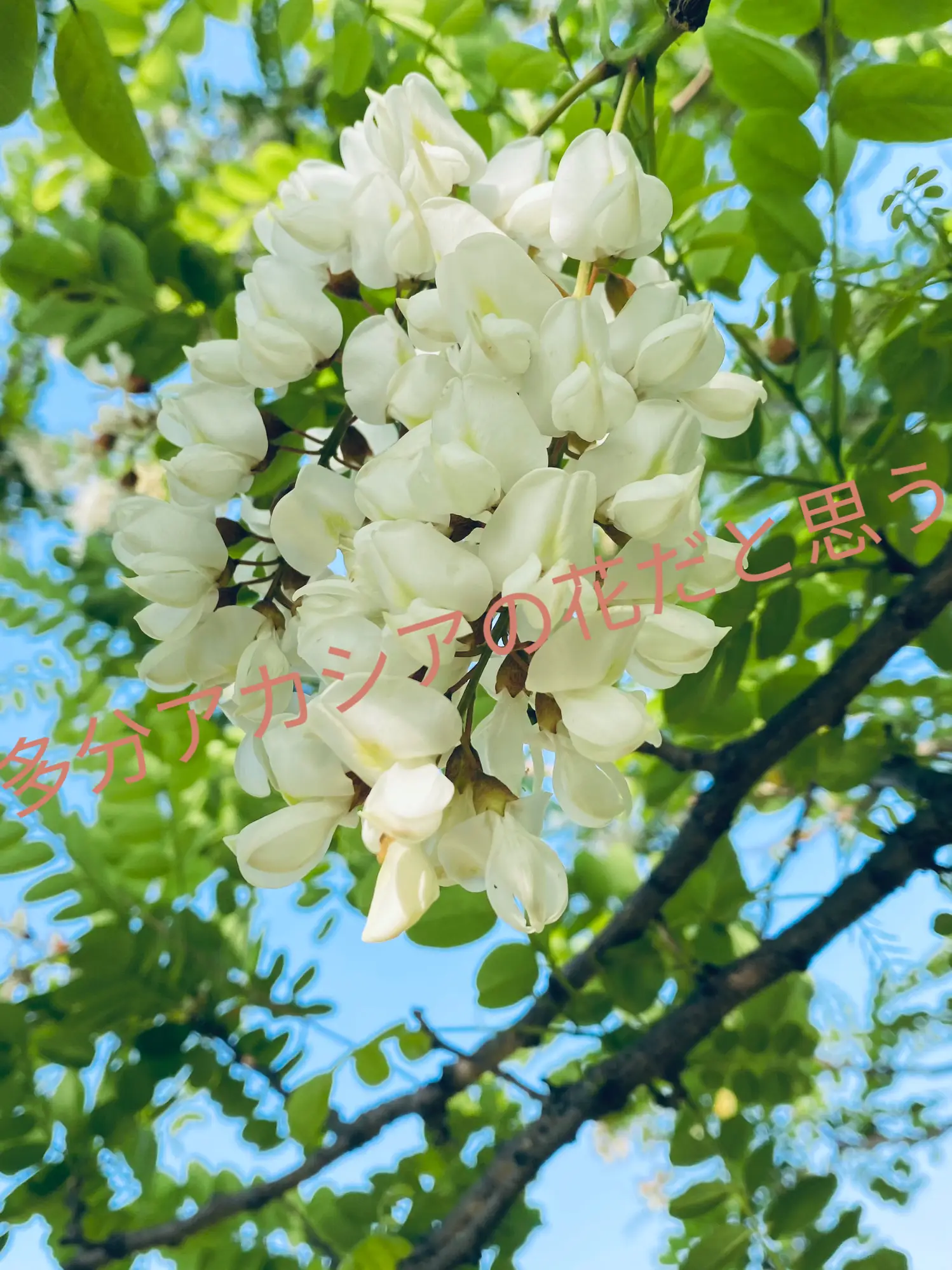 銀葉アカシア⑥花芽たくさ〜ん❣️ - 植物/観葉植物