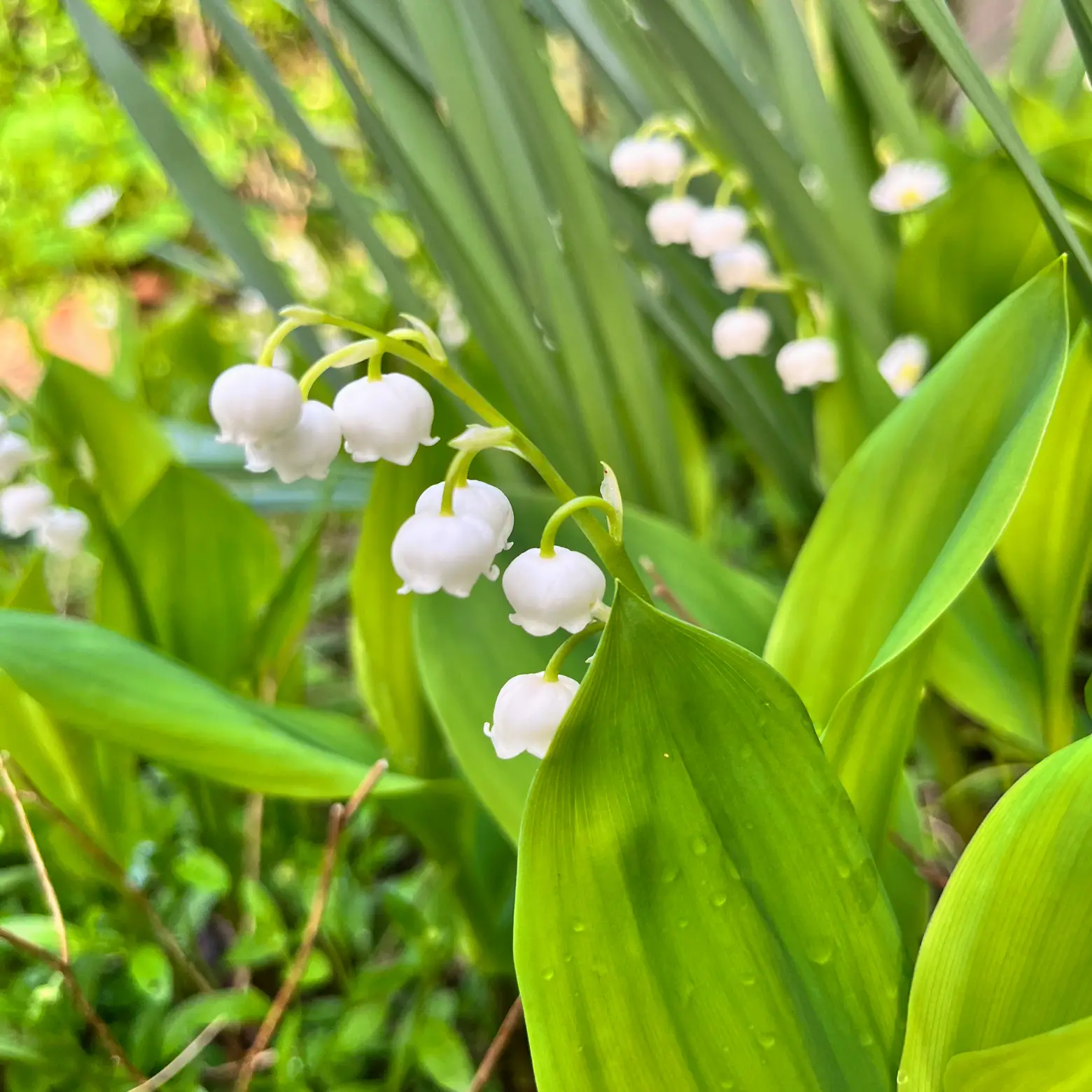 春の庭 春の花 すずらん | atsuが投稿したフォトブック | Lemon8