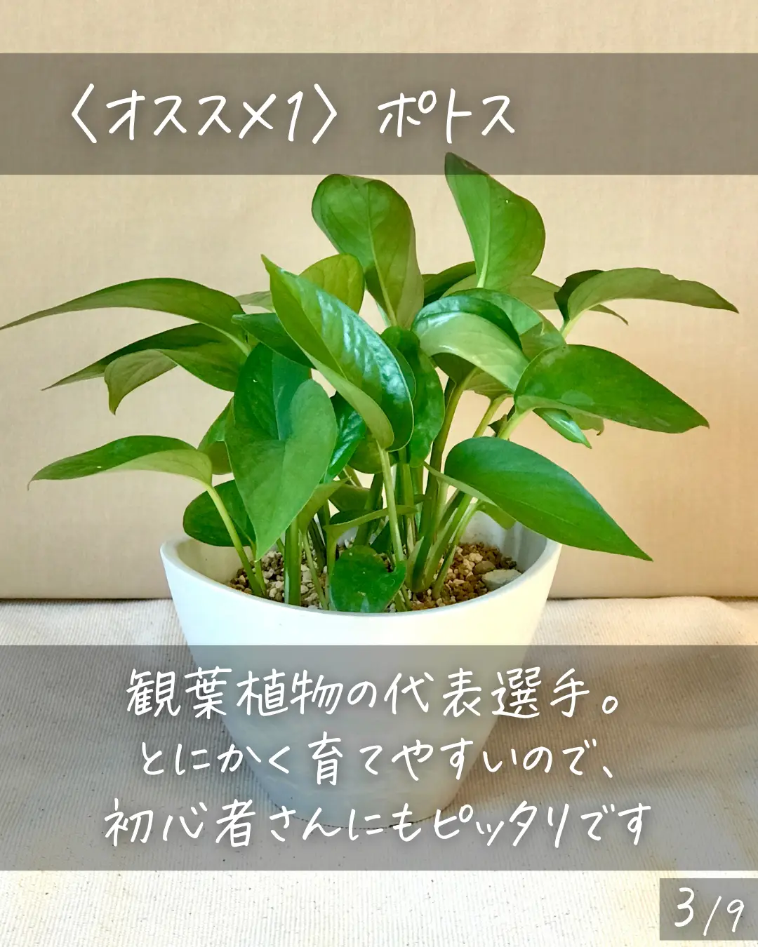 Diy 100均グッズ観葉植物おくだな - Lemon8検索