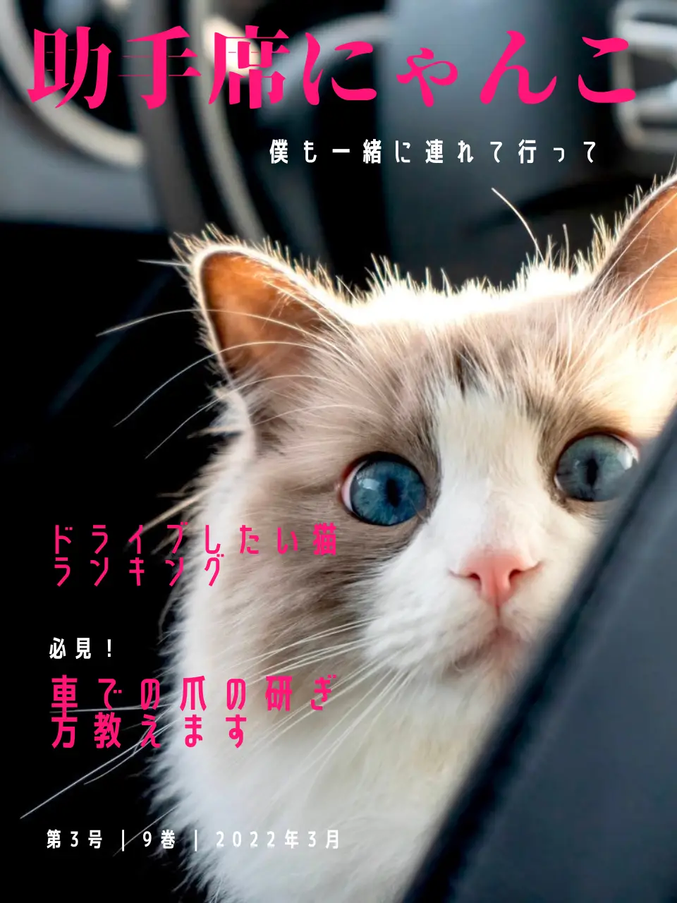 可愛い眼差しを向ける猫🐱💕 | ぱるのえ♡北海道で暮らす犬と猫が投稿したフォトブック | Lemon8