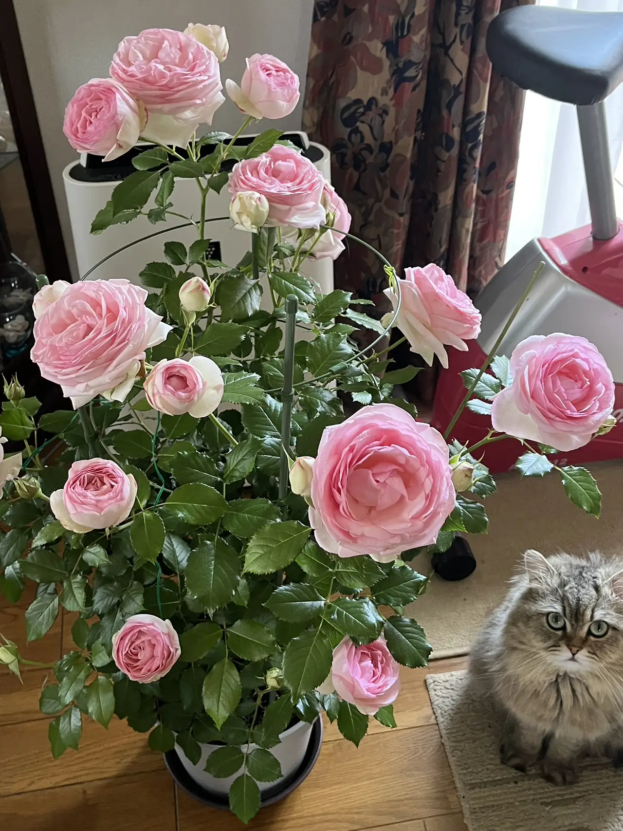 絵画 。壁掛け絵【神聖なヨーロッパの荘園でバラの花を楽しむ少女と