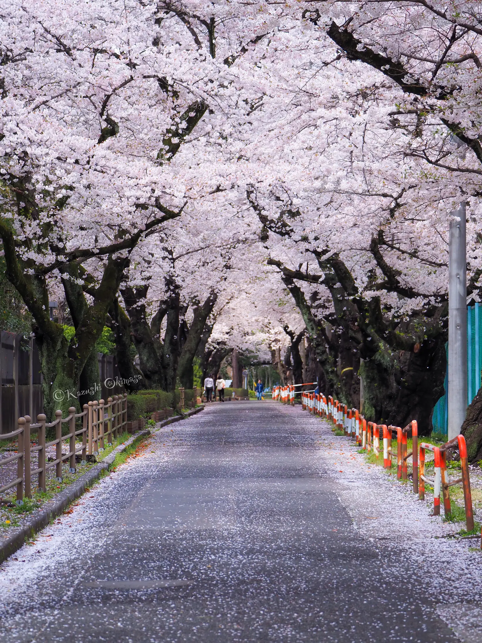 桜並木の桜吹雪 | Kazushi Okimasaが投稿したフォトブック | Lemon8