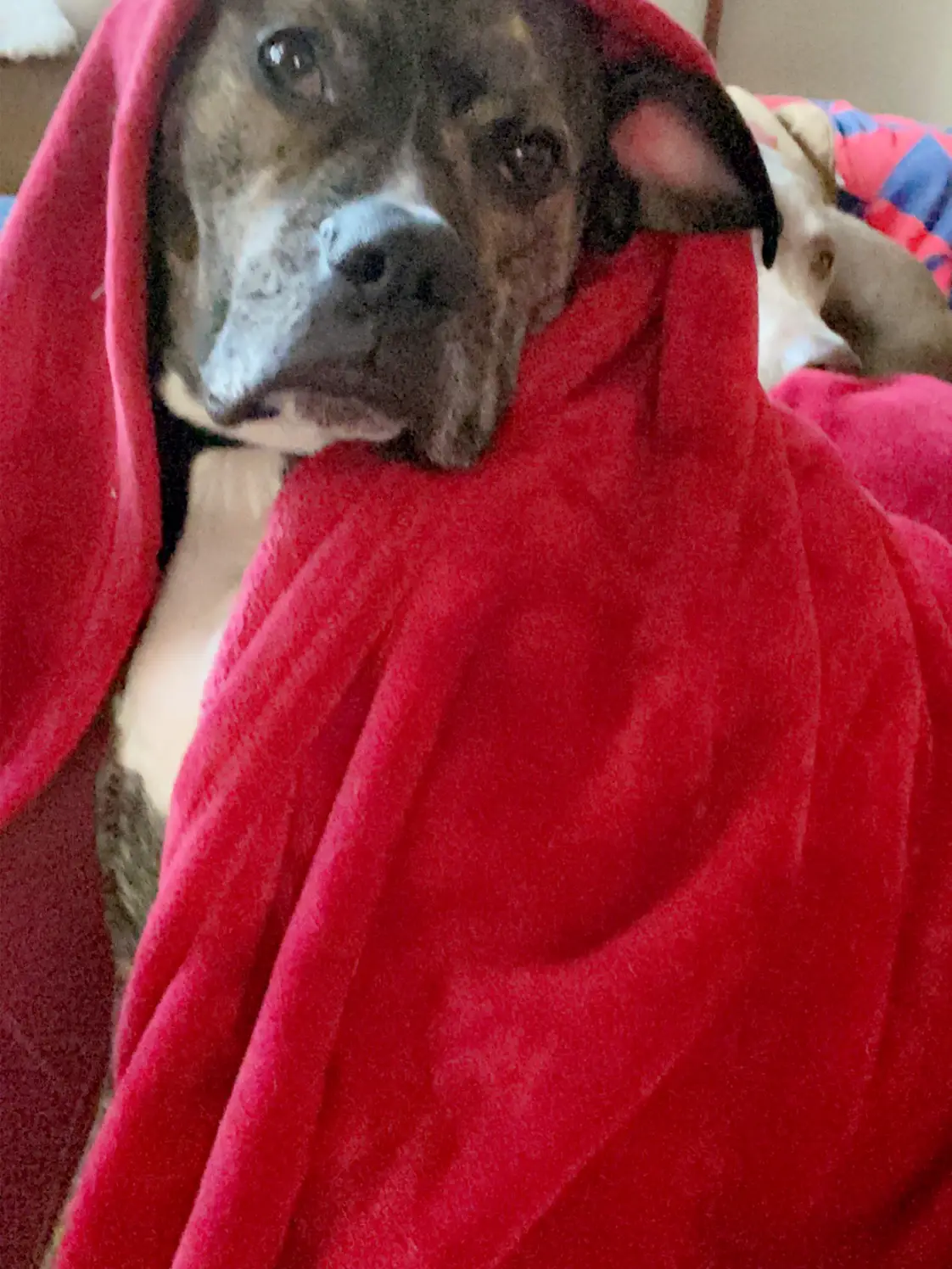 Archie, aka Mr. Pibbles, Pibble head, pibs. | แกลเลอรีที่โพสต์โดย ...