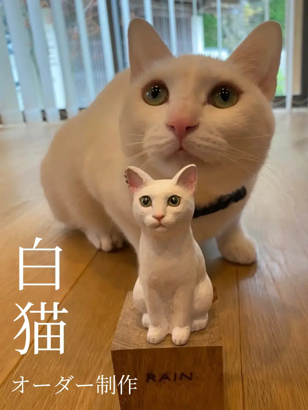 白猫ちゃん - その他