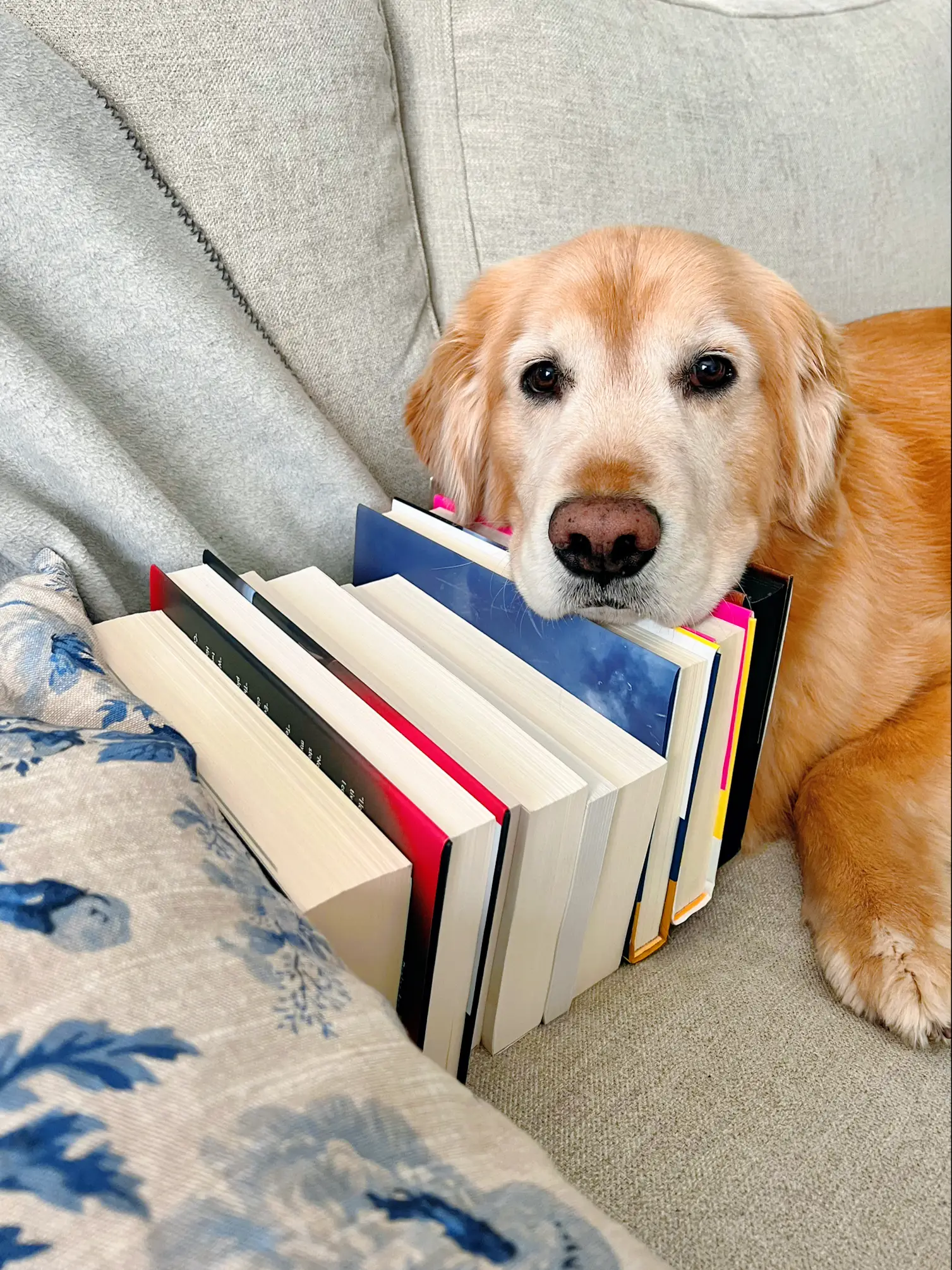 Books Featuring Winston The Dog - Lemon8 Search