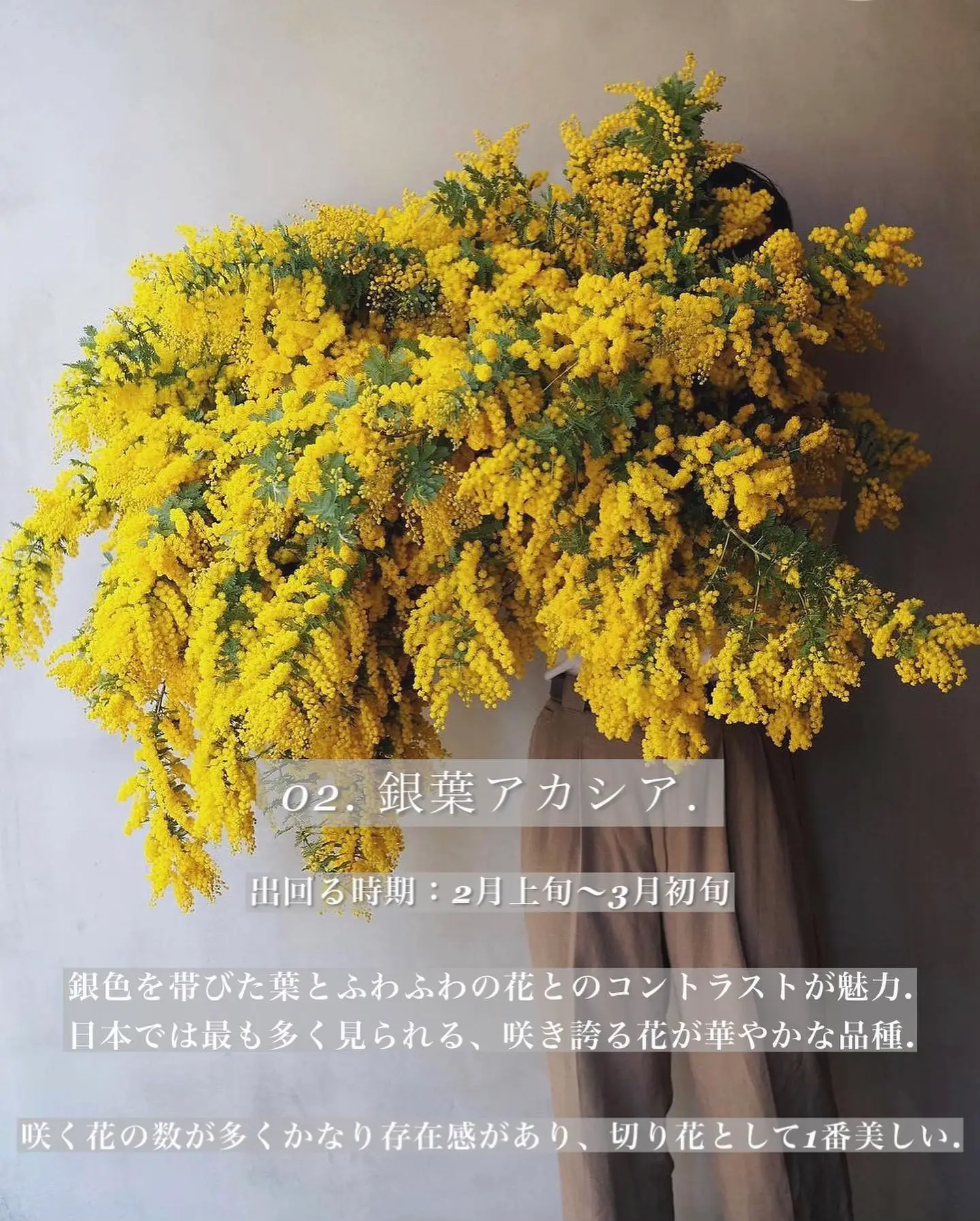 誰もが虜になるお花ミモザ. | mokkaが投稿したフォトブック | Lemon8