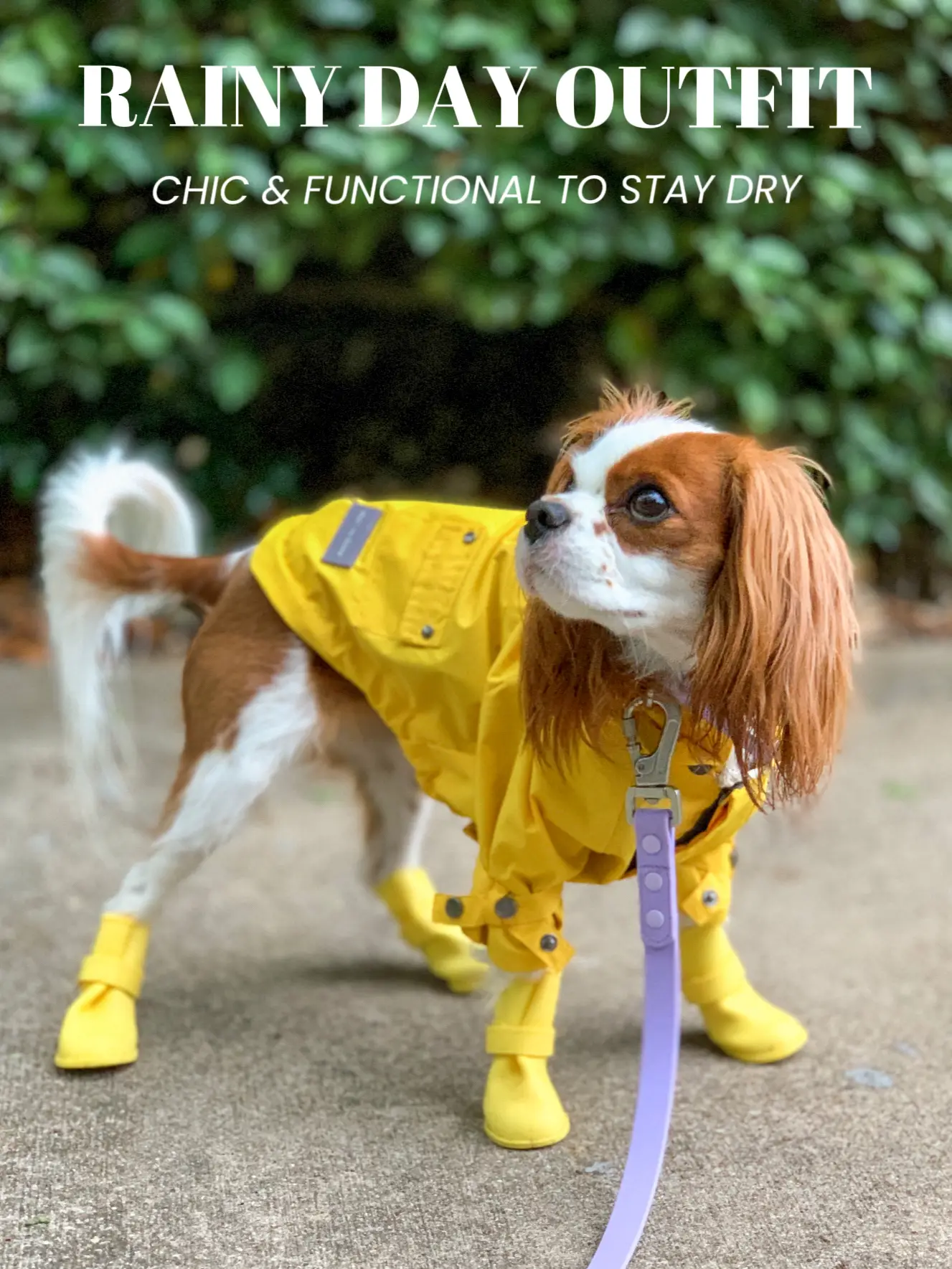 Dog top rain outfit