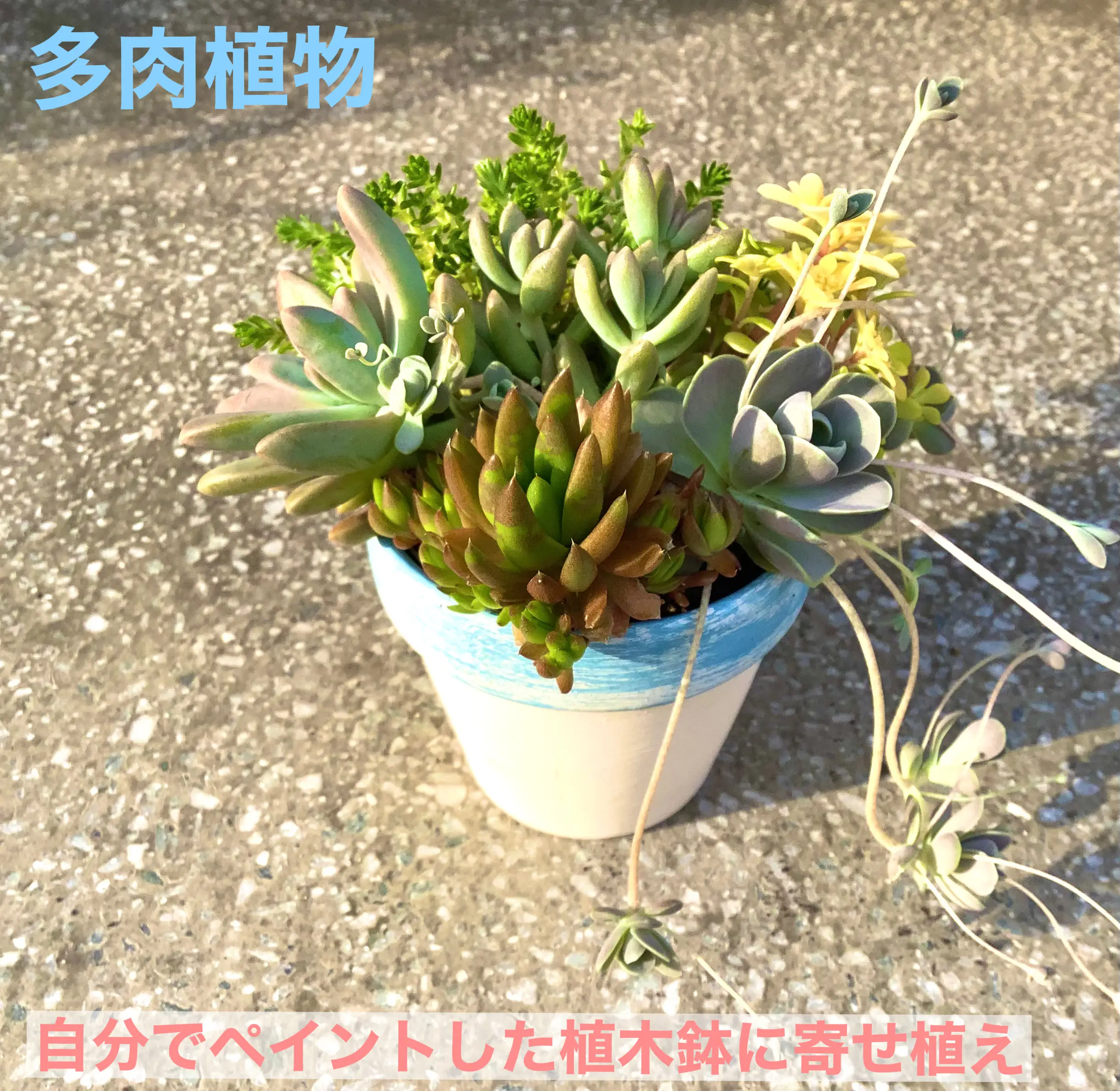 自分でペイントした植木鉢に寄せ植え | 蒼月樹莉愛が投稿したフォト 