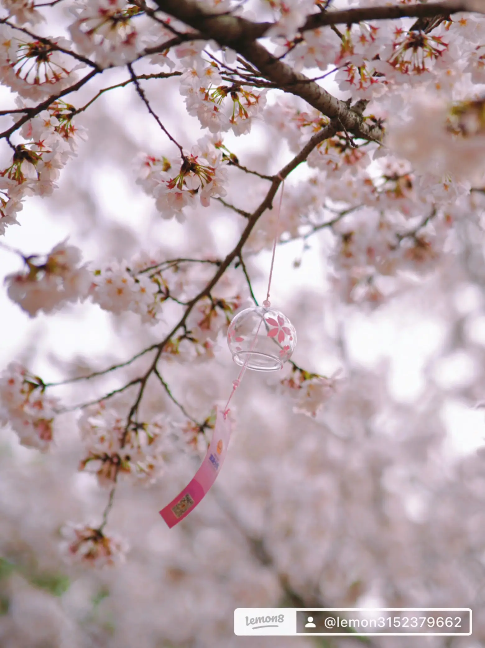 舞い落ちる桜の花びら | Menmenが投稿したフォトブック | Lemon8