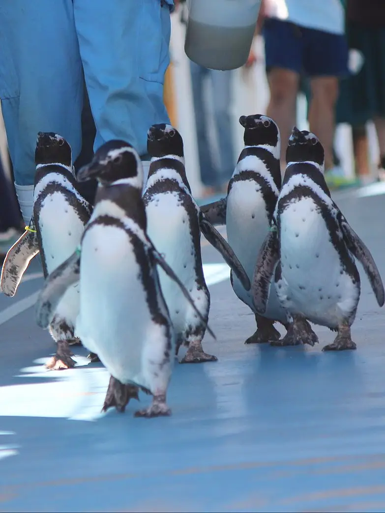 石川】動物たちと距離が近い！水族館??? | ダリア?が投稿した 