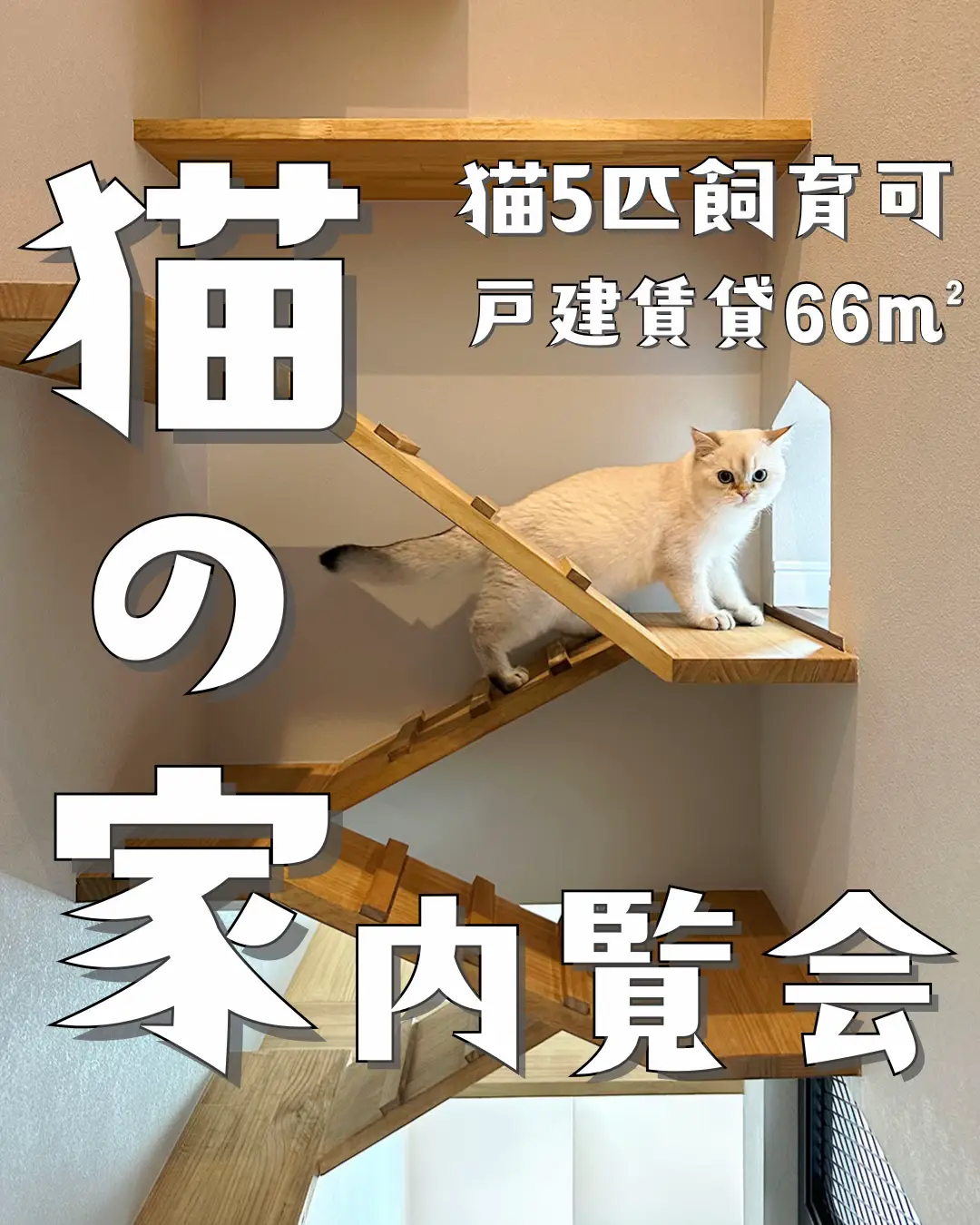 ルームツアー】猫の家 | ねこ大家が投稿したフォトブック | Lemon8