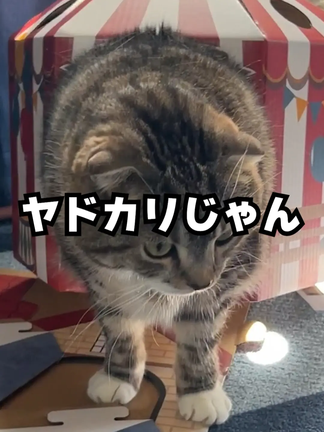 セリアの猫ハウスを作ったらヤドカリが生まれました | ねこぞーの投稿 